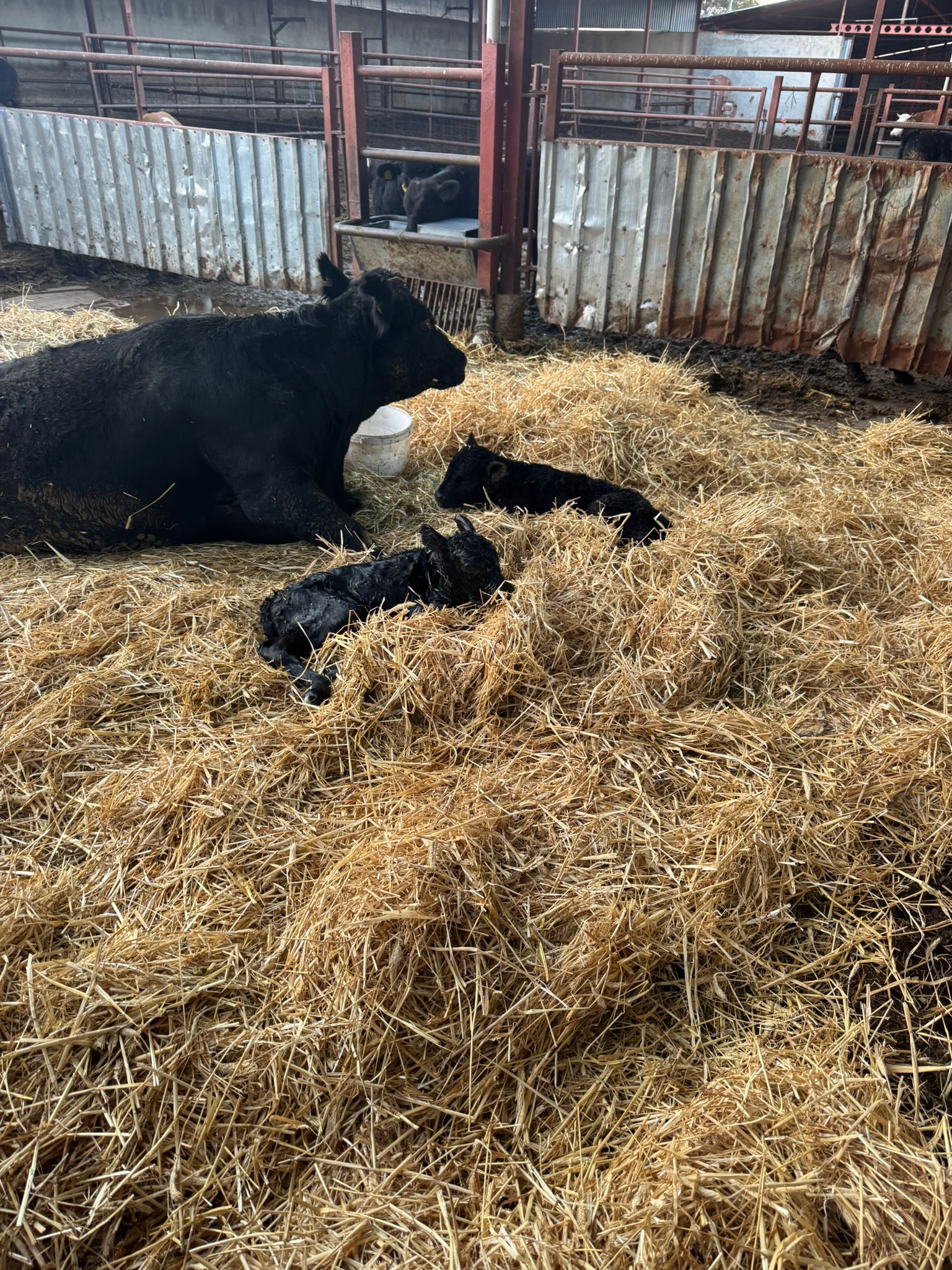 BÜYÜKBAŞ HAYVANLARIMIZ