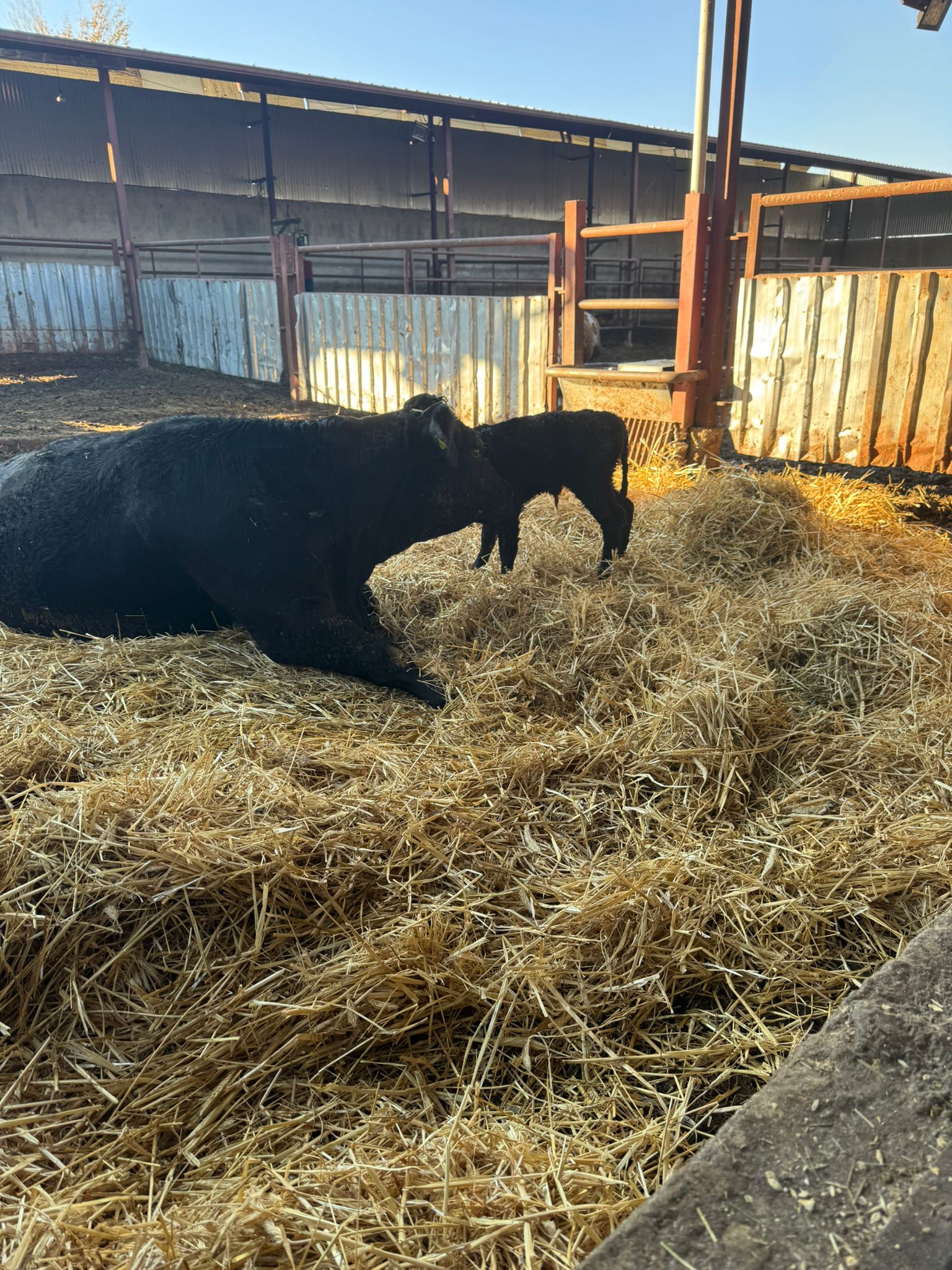 BÜYÜKBAŞ HAYVANLARIMIZ