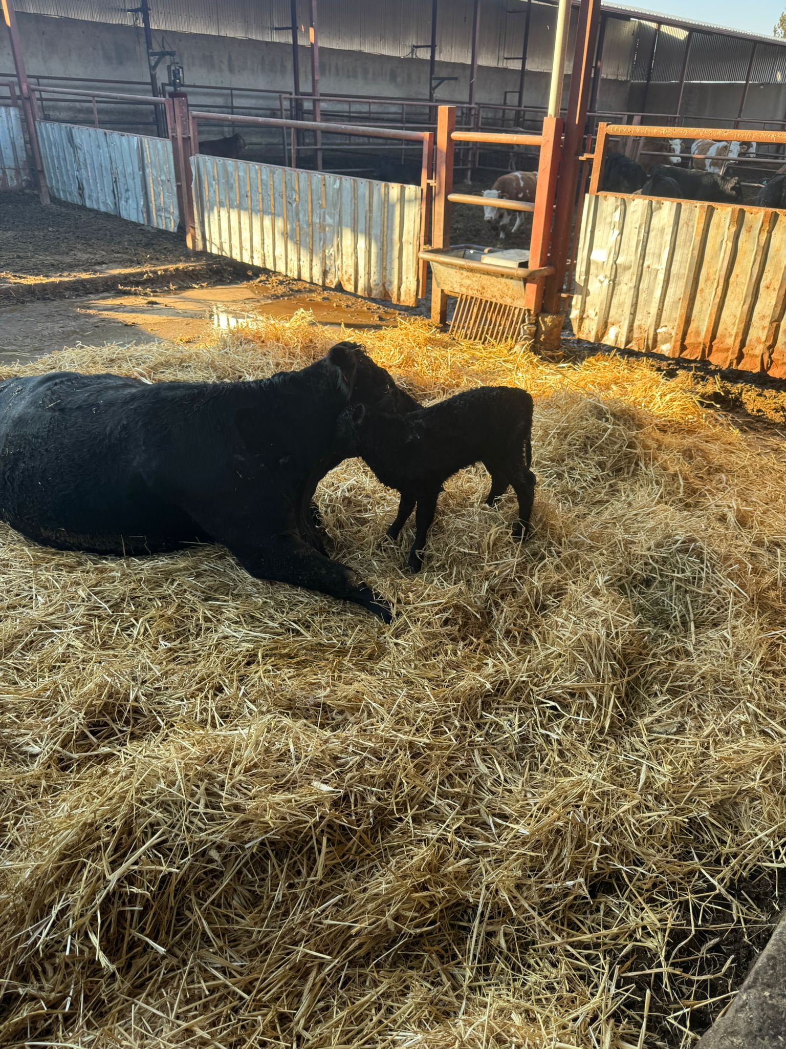 BÜYÜKBAŞ HAYVANLARIMIZ