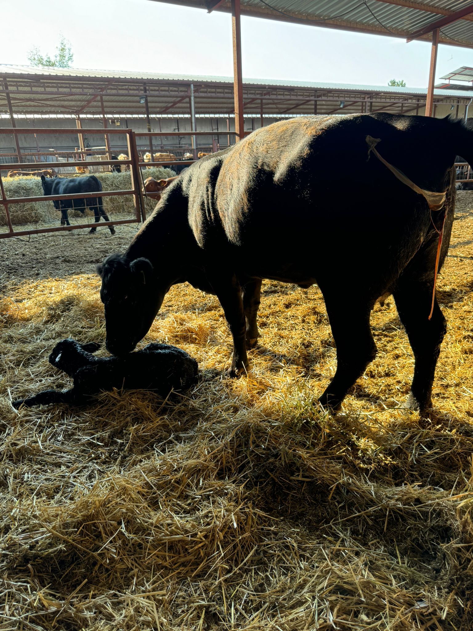 BÜYÜKBAŞ HAYVANLARIMIZ