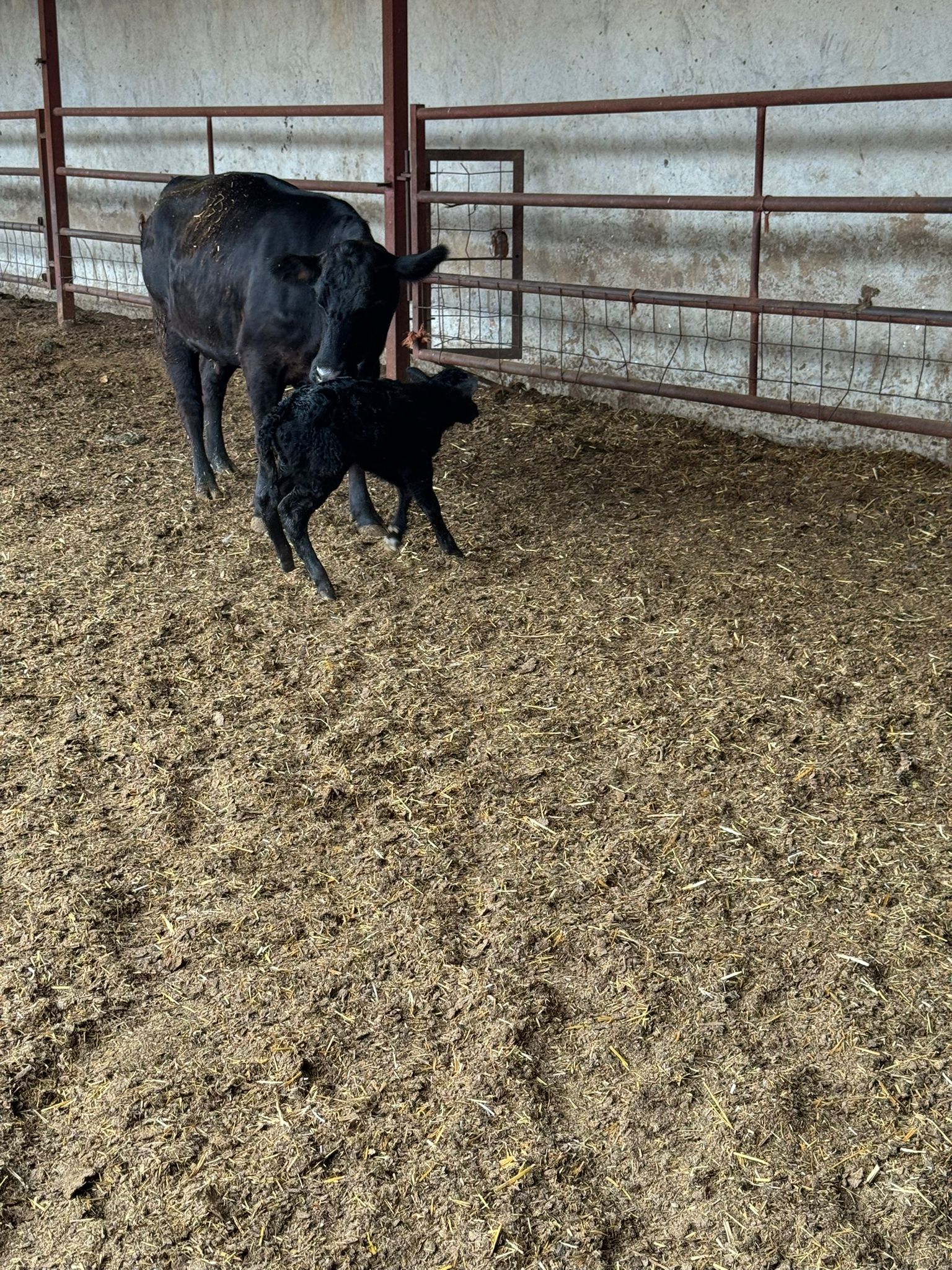 BÜYÜKBAŞ HAYVANLARIMIZ