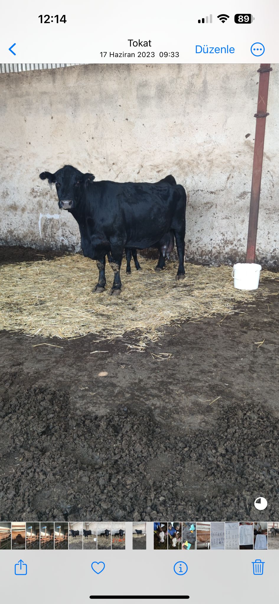 BÜYÜKBAŞ HAYVANLARIMIZ