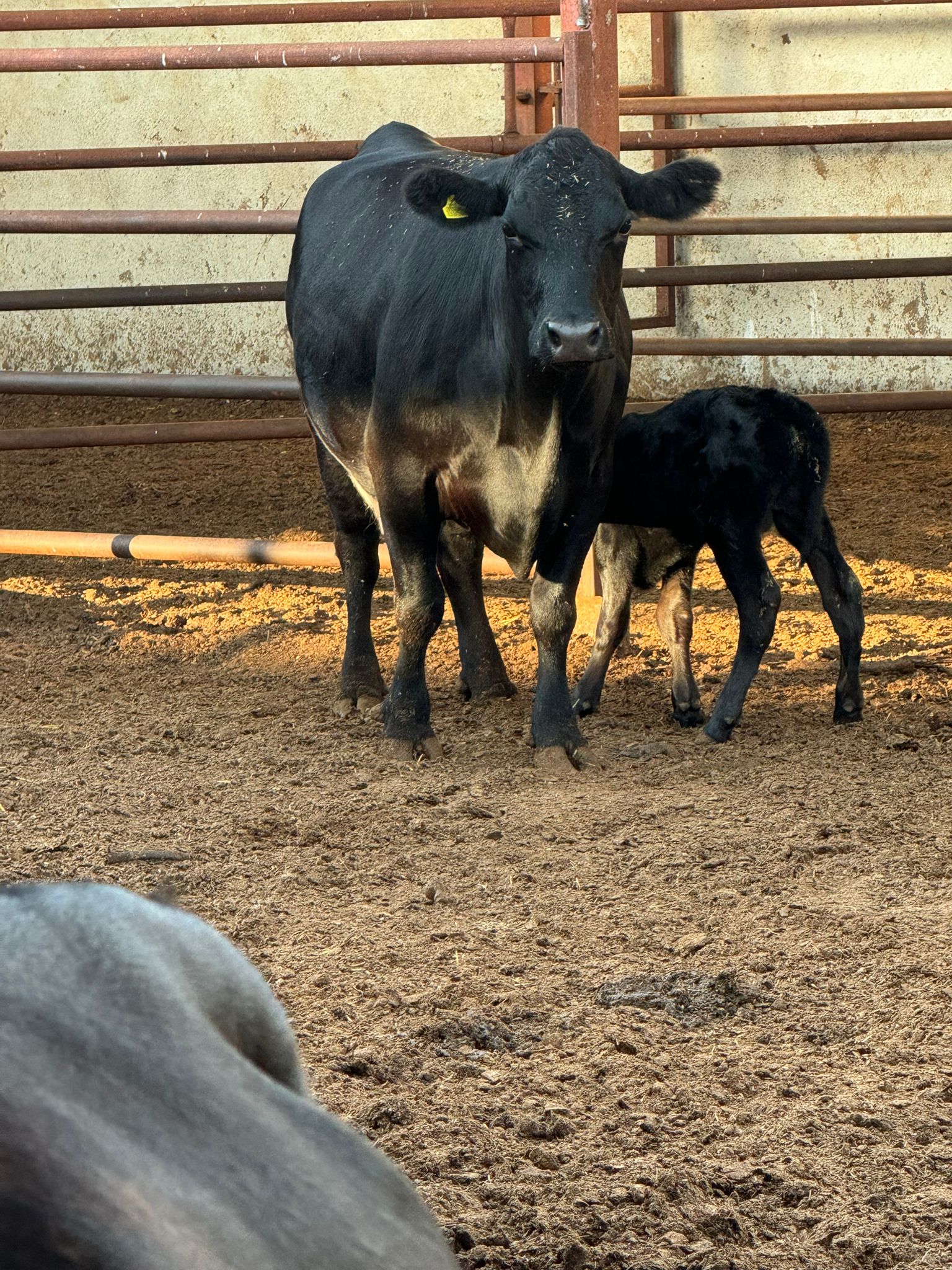 BÜYÜKBAŞ HAYVANLARIMIZ