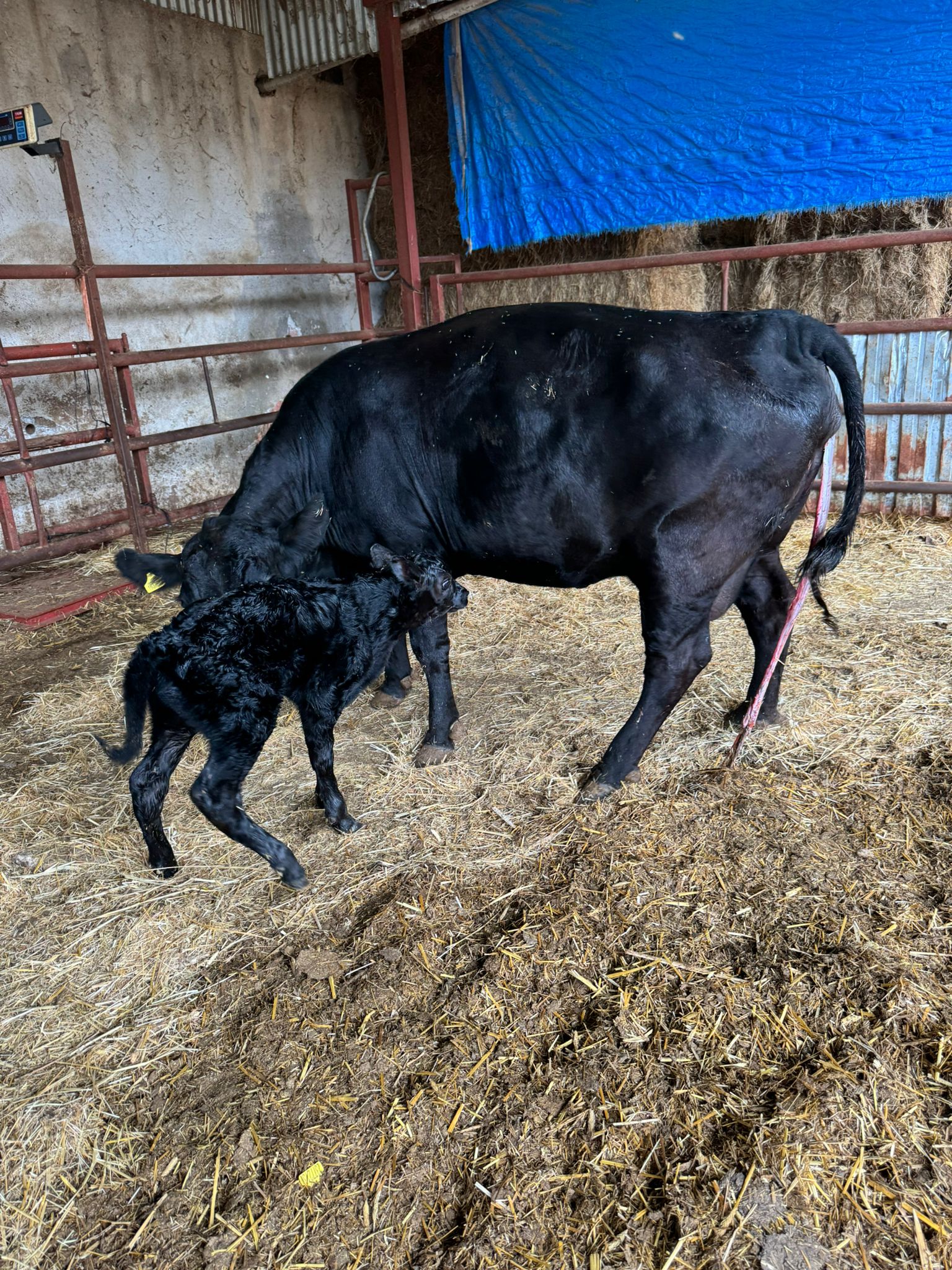 BÜYÜKBAŞ HAYVANLARIMIZ