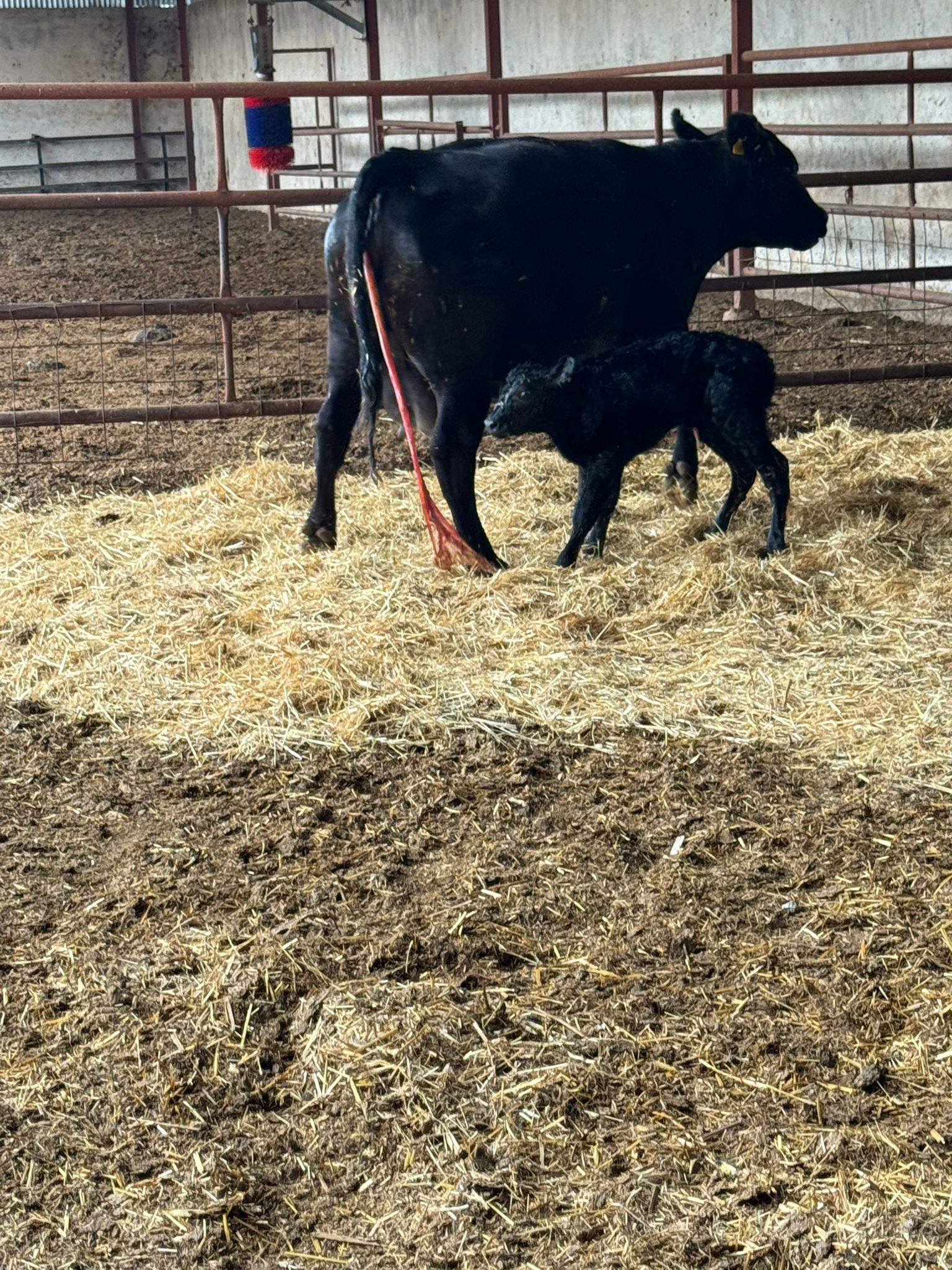 BÜYÜKBAŞ HAYVANLARIMIZ