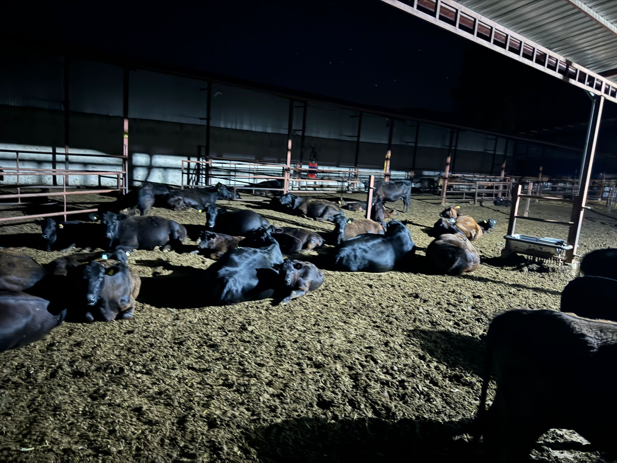 BÜYÜKBAŞ HAYVANLARIMIZ