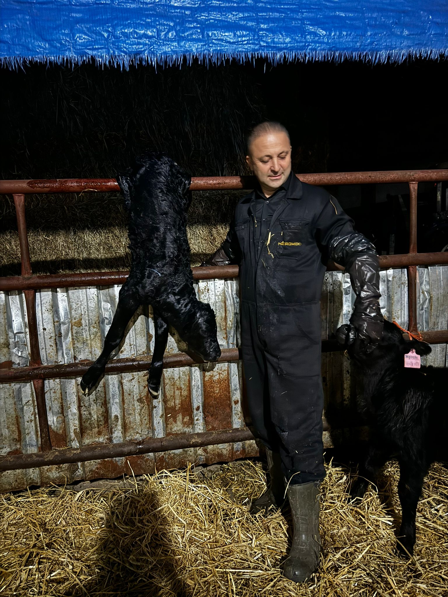 BÜYÜKBAŞ HAYVANLARIMIZ