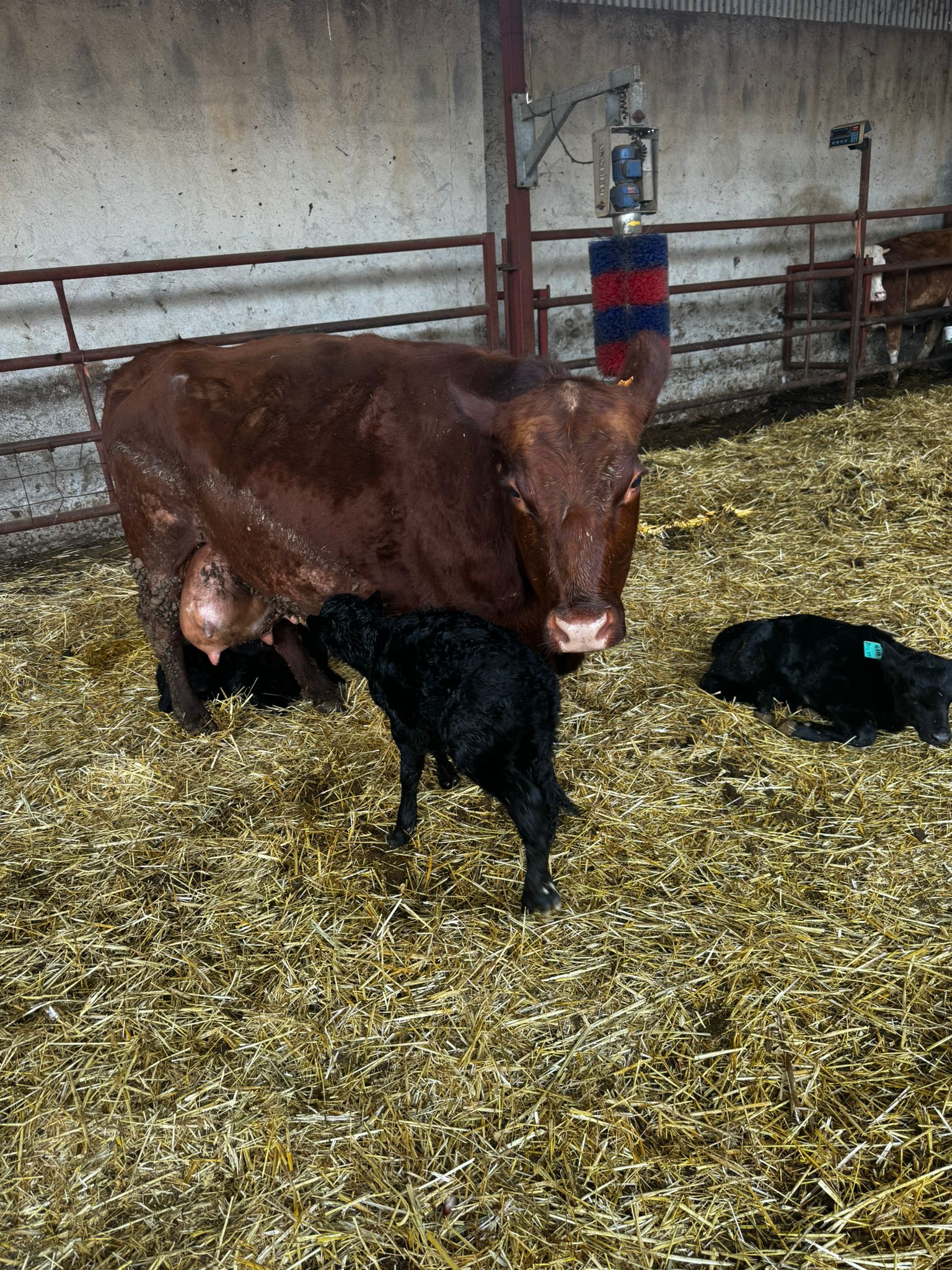 BÜYÜKBAŞ HAYVANLARIMIZ