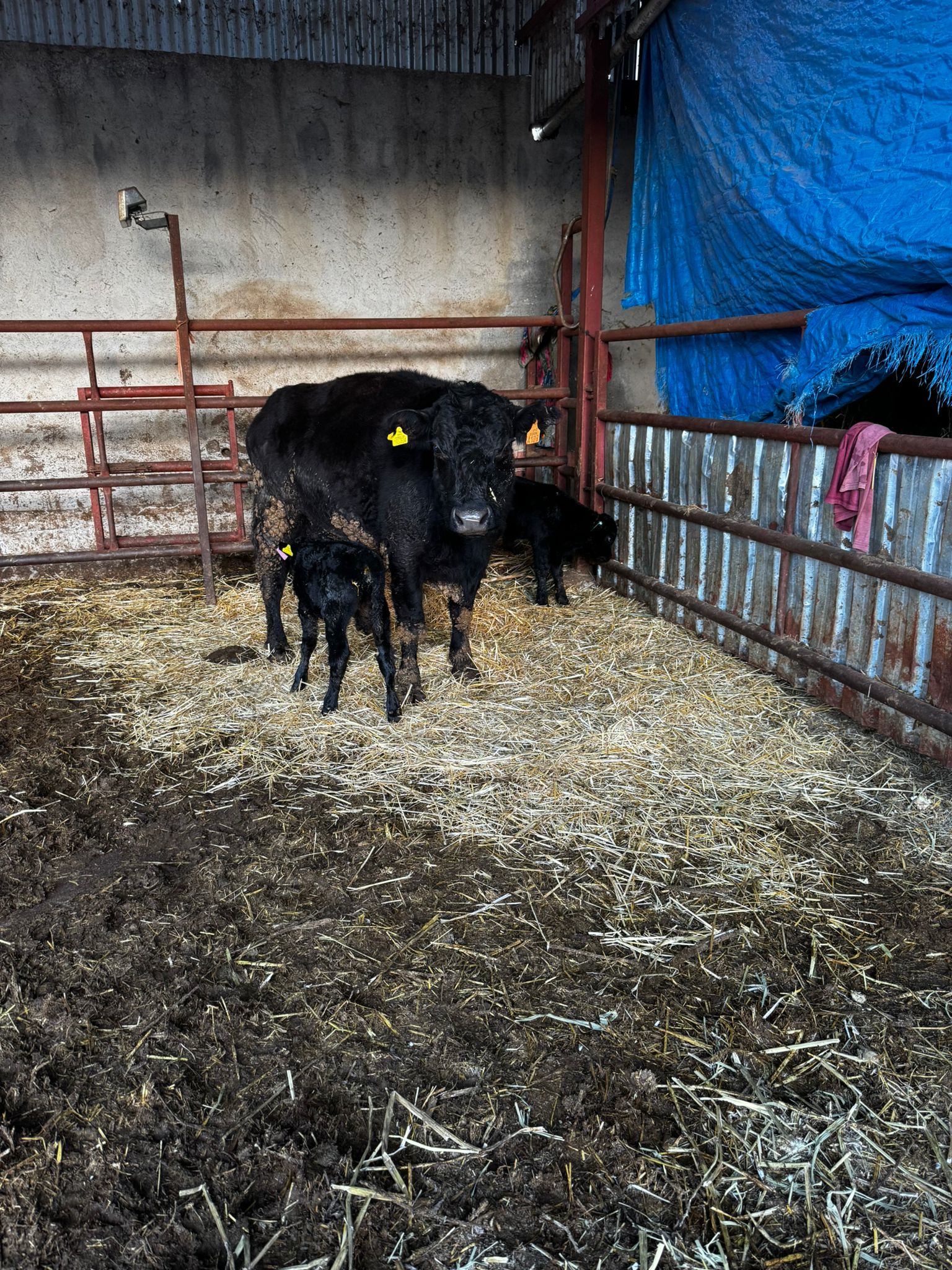 BÜYÜKBAŞ HAYVANLARIMIZ