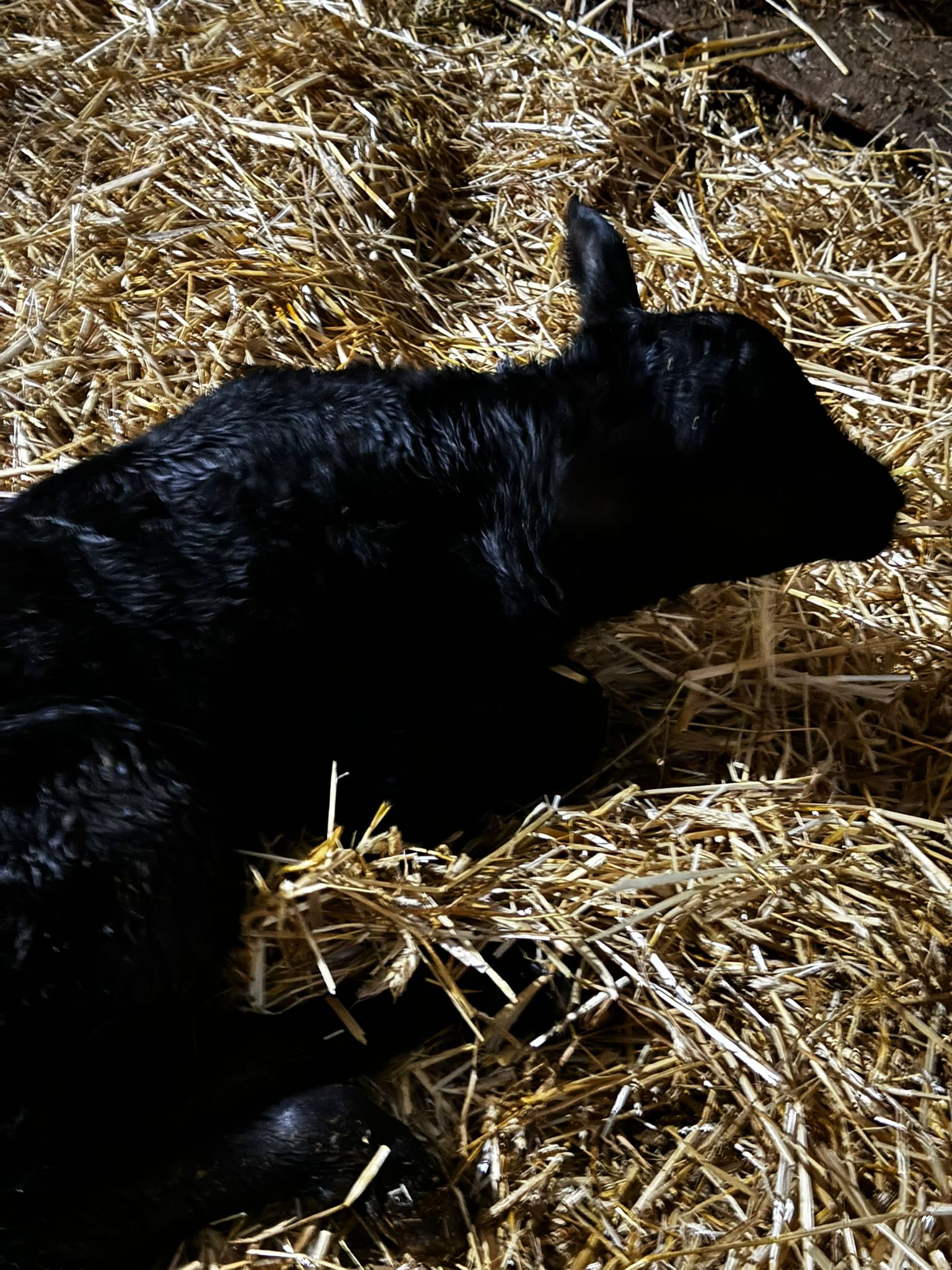 BÜYÜKBAŞ HAYVANLARIMIZ