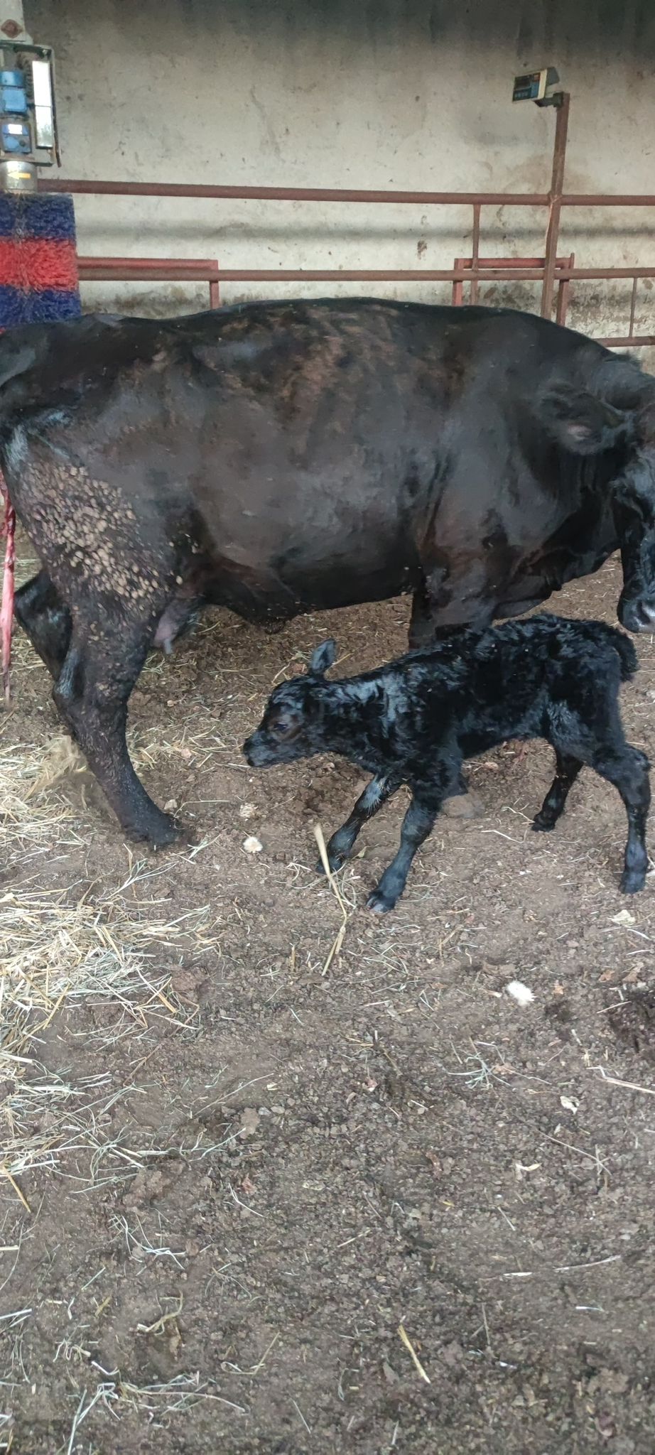 BÜYÜKBAŞ HAYVANLARIMIZ