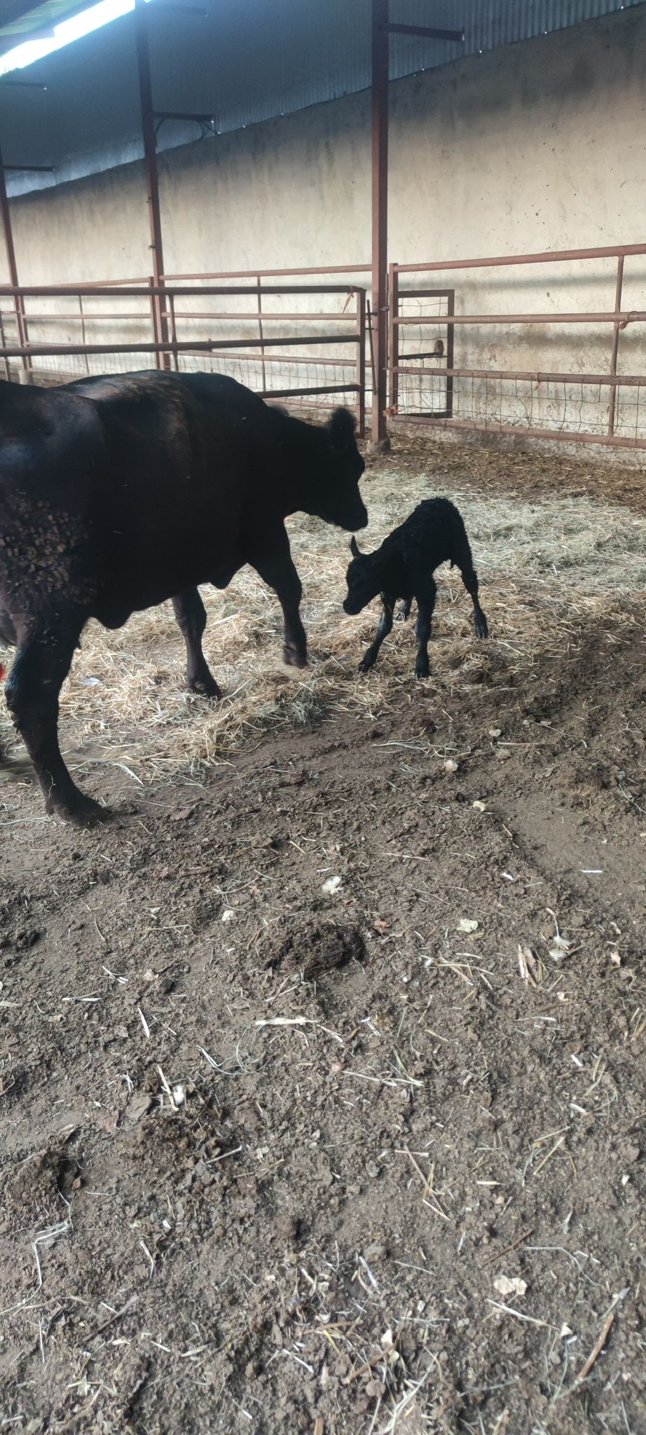 BÜYÜKBAŞ HAYVANLARIMIZ