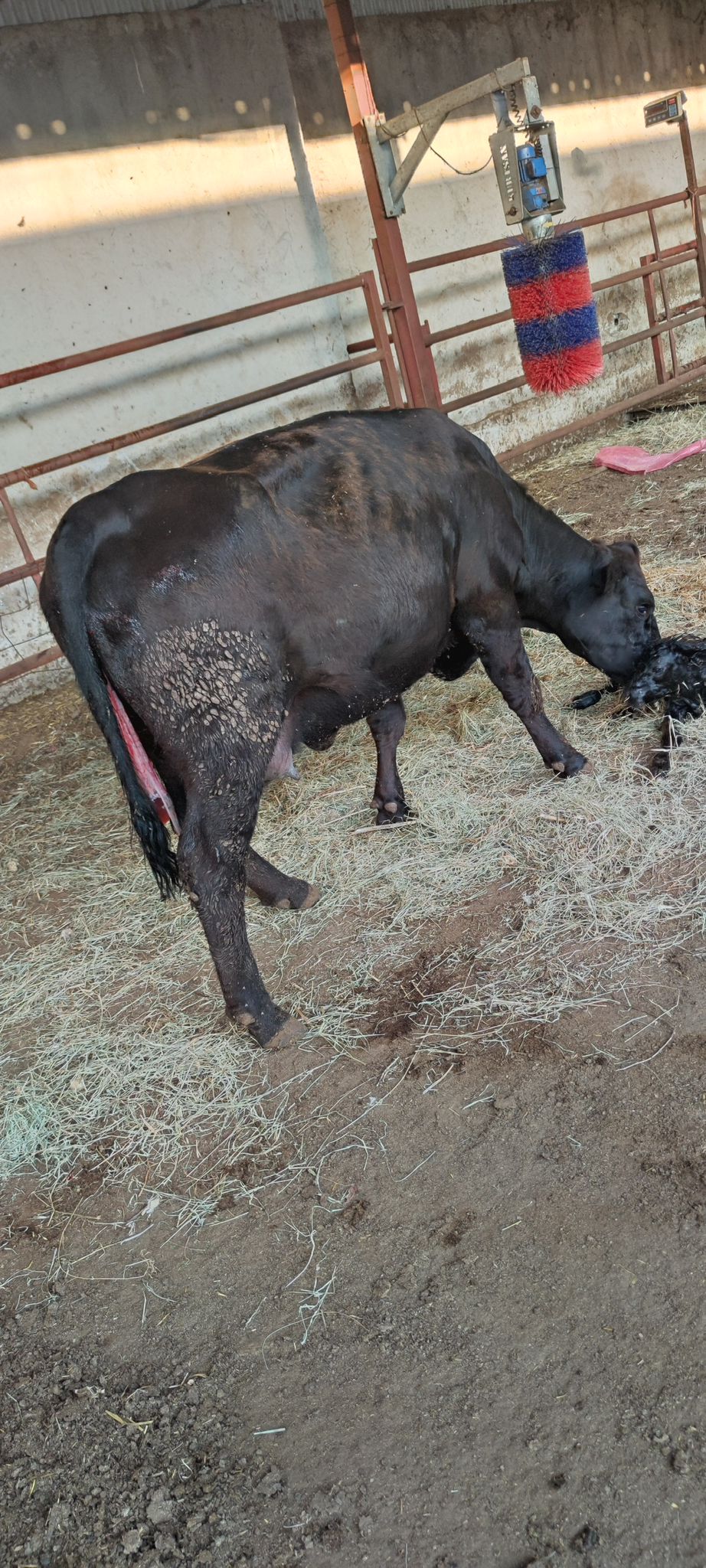 BÜYÜKBAŞ HAYVANLARIMIZ