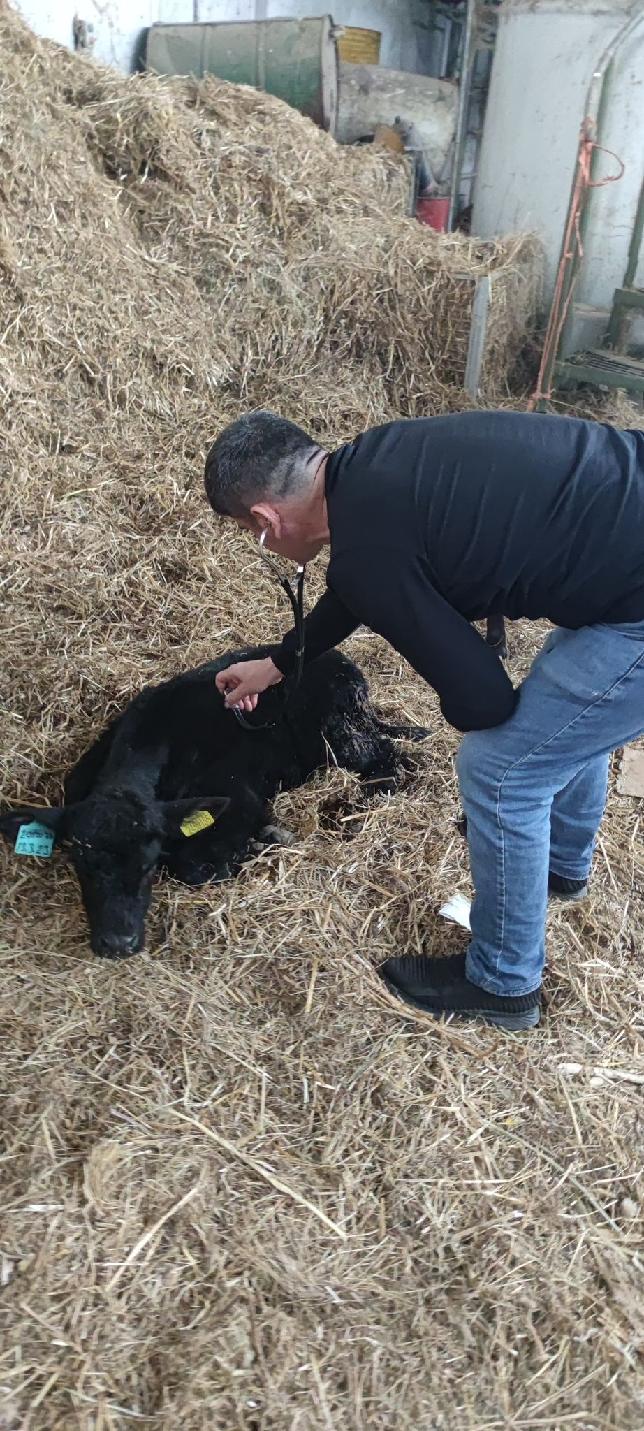 BÜYÜKBAŞ HAYVANLARIMIZ