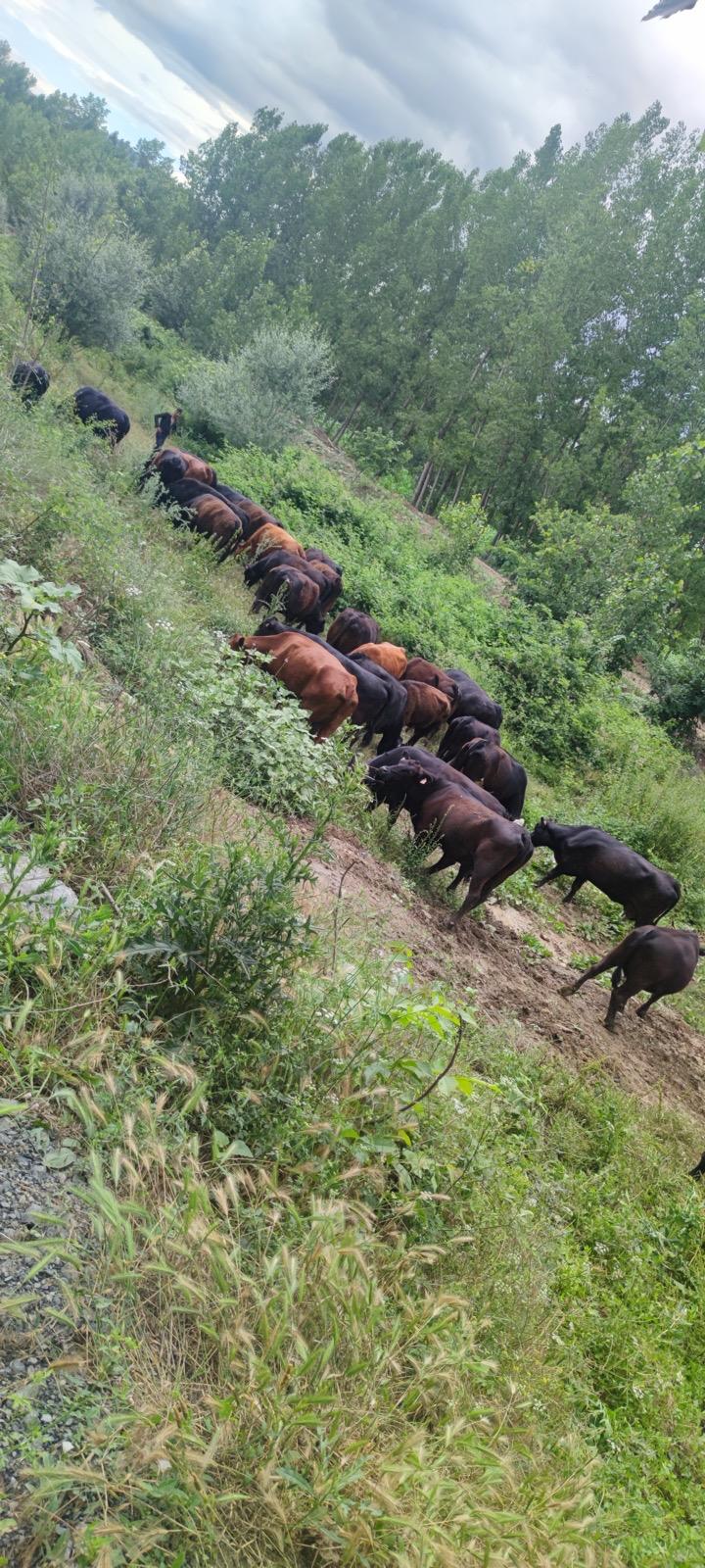 BÜYÜKBAŞ HAYVANLARIMIZ