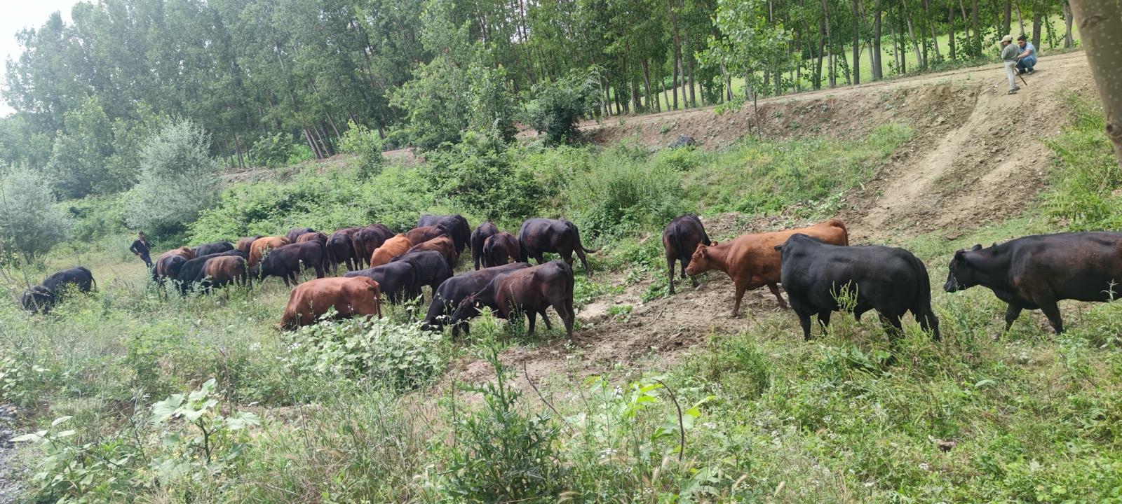 BÜYÜKBAŞ HAYVANLARIMIZ