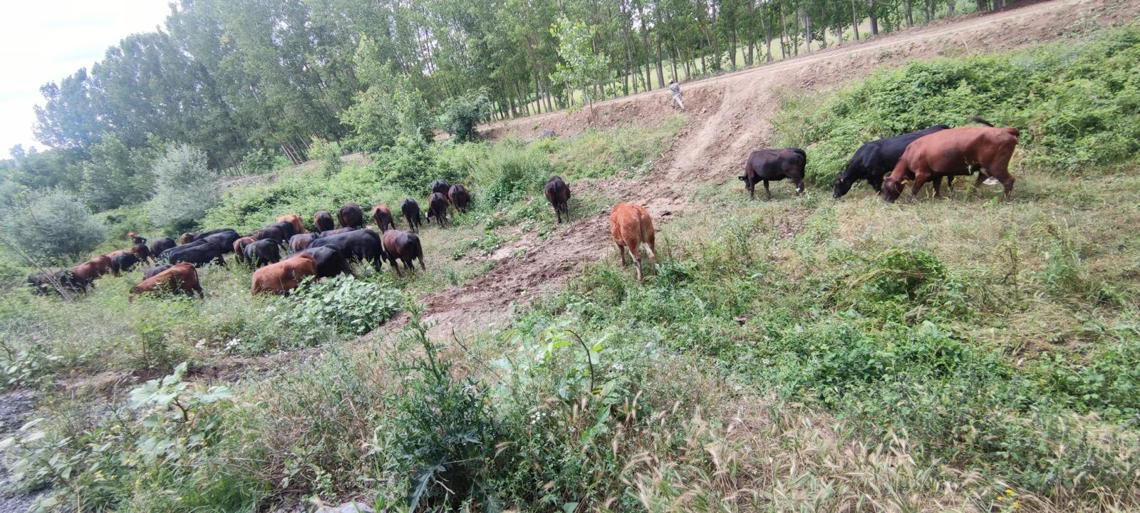 BÜYÜKBAŞ HAYVANLARIMIZ