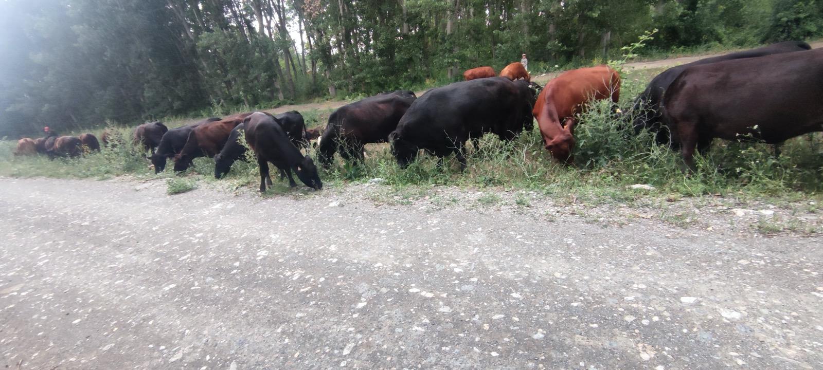 BÜYÜKBAŞ HAYVANLARIMIZ