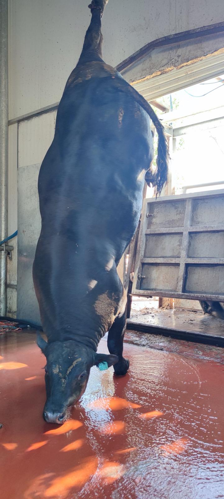 BÜYÜKBAŞ HAYVANLARIMIZ