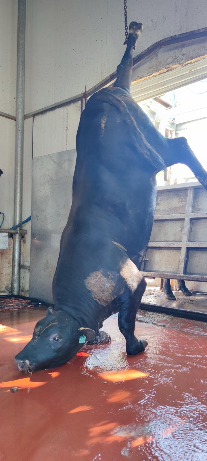 BÜYÜKBAŞ HAYVANLARIMIZ