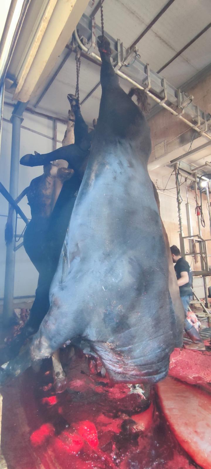 BÜYÜKBAŞ HAYVANLARIMIZ