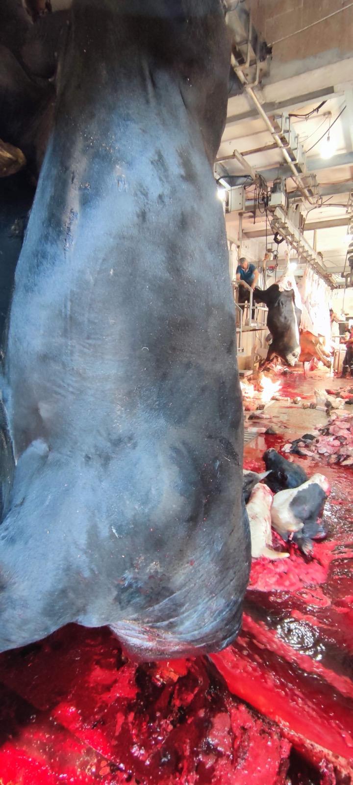 BÜYÜKBAŞ HAYVANLARIMIZ