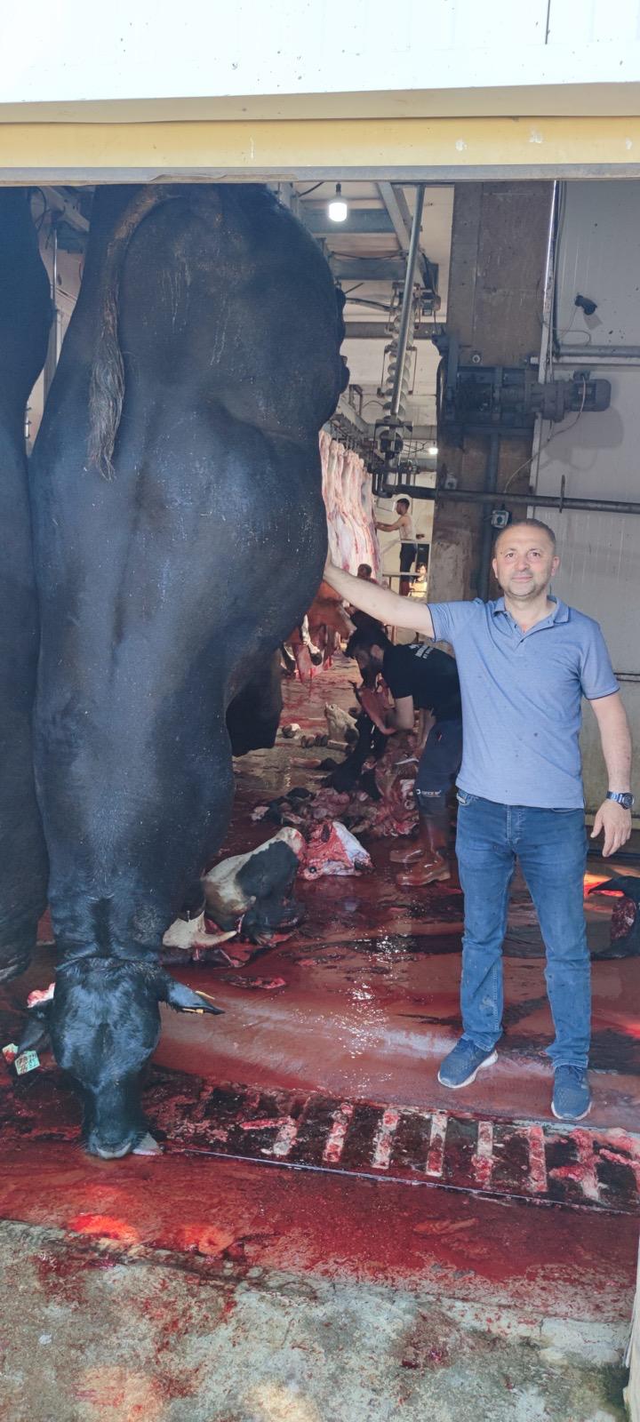 BÜYÜKBAŞ HAYVANLARIMIZ