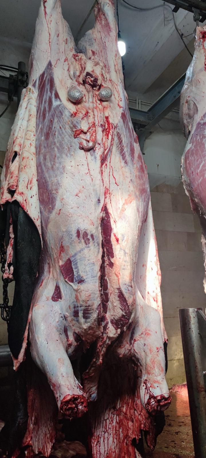 BÜYÜKBAŞ HAYVANLARIMIZ