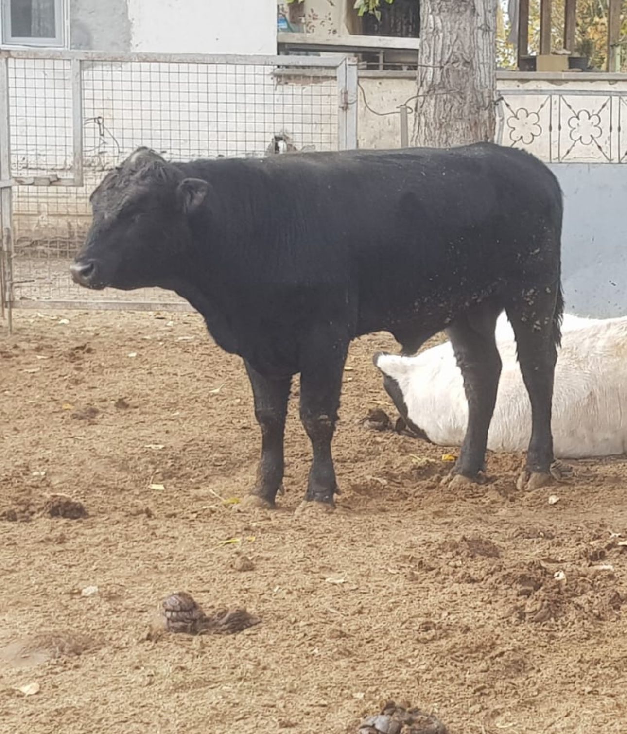 BÜYÜKBAŞ HAYVANLARIMIZ