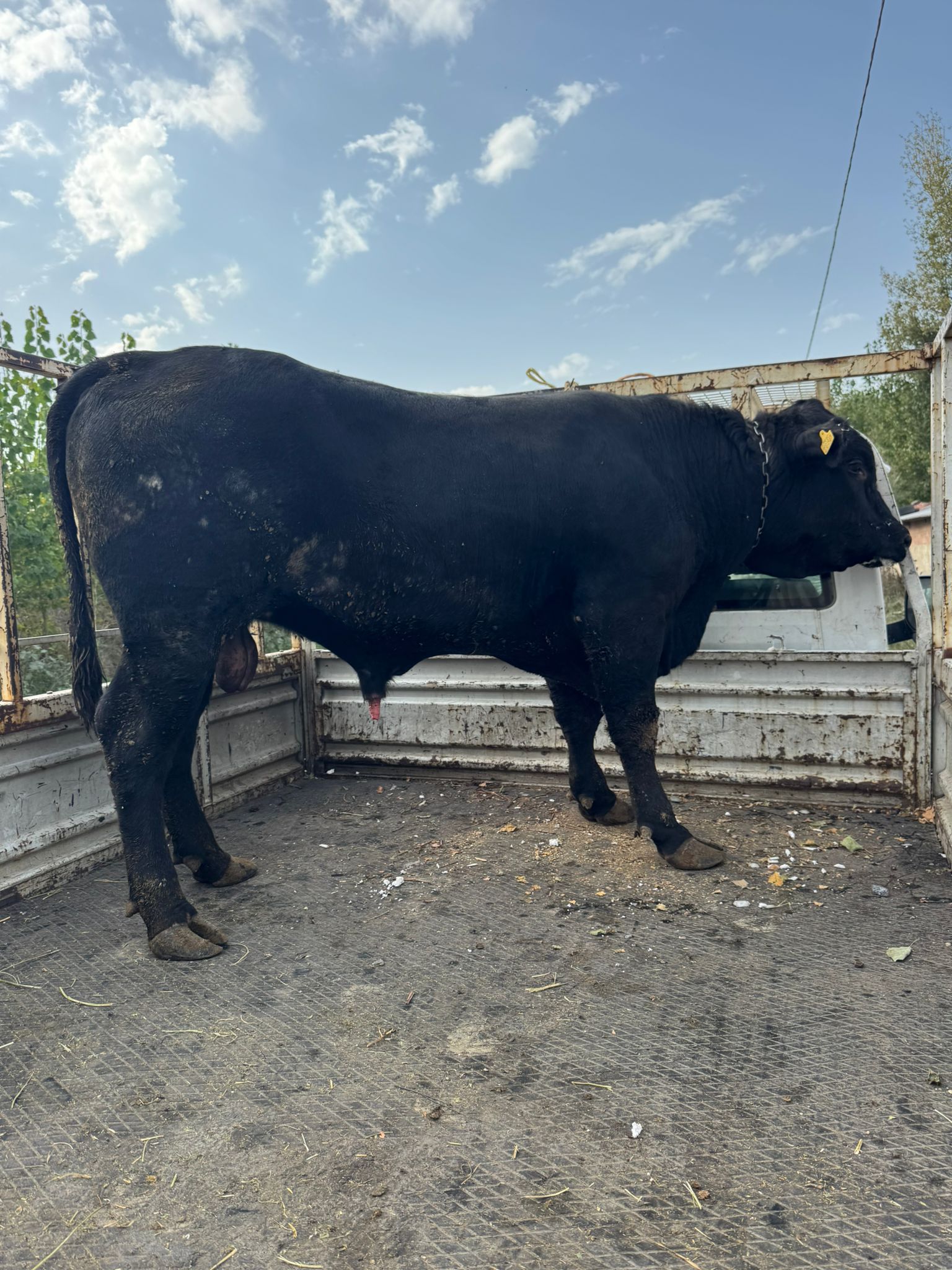 BÜYÜKBAŞ HAYVANLARIMIZ