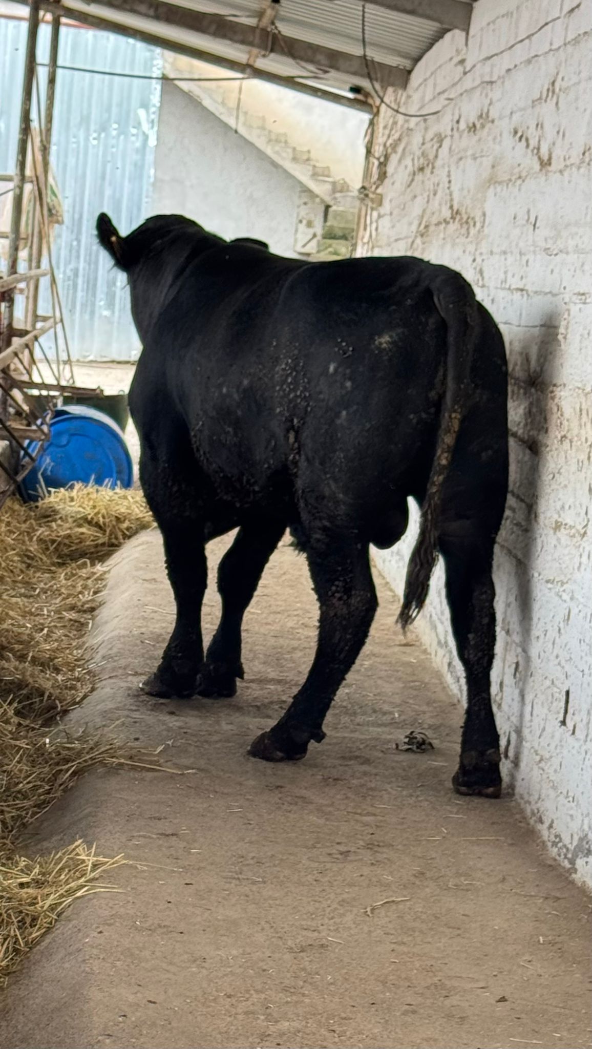 BÜYÜKBAŞ HAYVANLARIMIZ