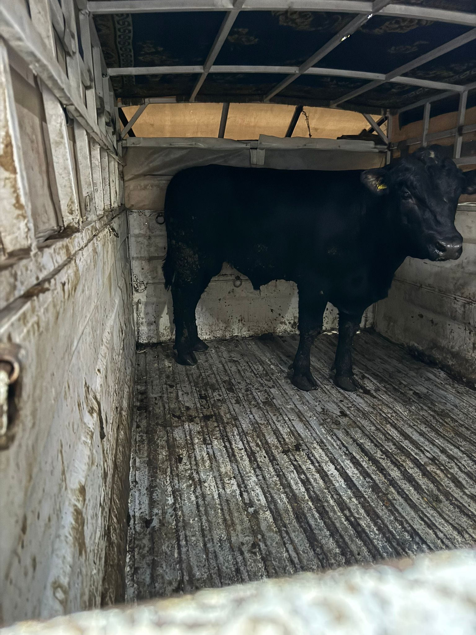 BÜYÜKBAŞ HAYVANLARIMIZ