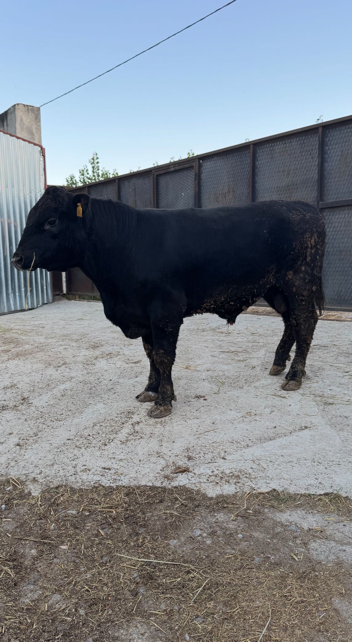 BÜYÜKBAŞ HAYVANLARIMIZ