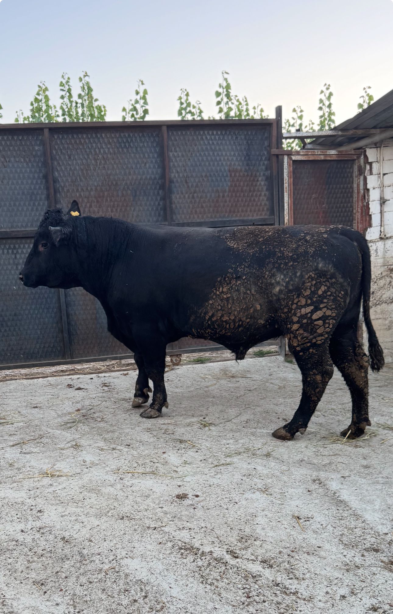 BÜYÜKBAŞ HAYVANLARIMIZ