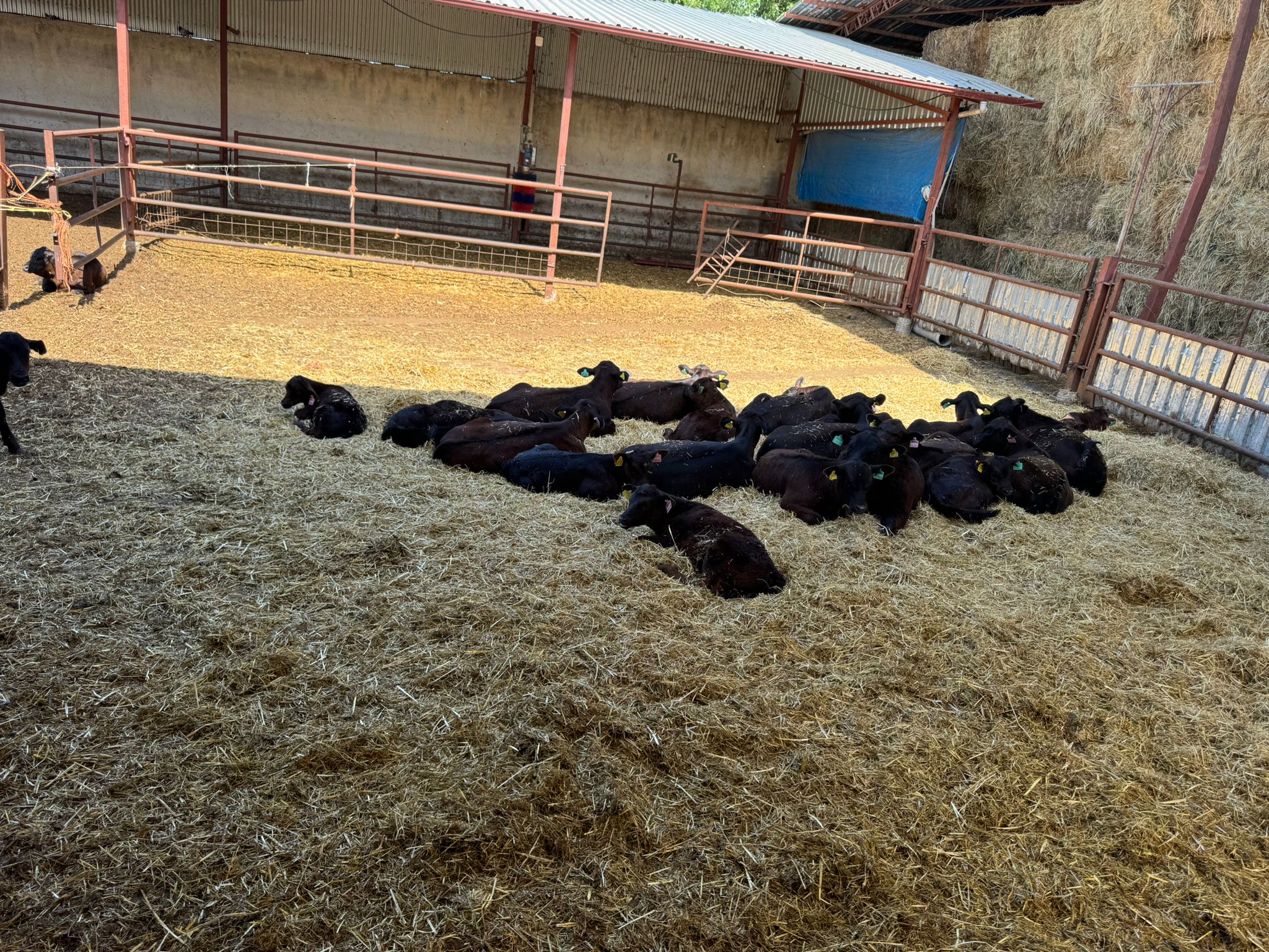 BÜYÜKBAŞ HAYVANLARIMIZ