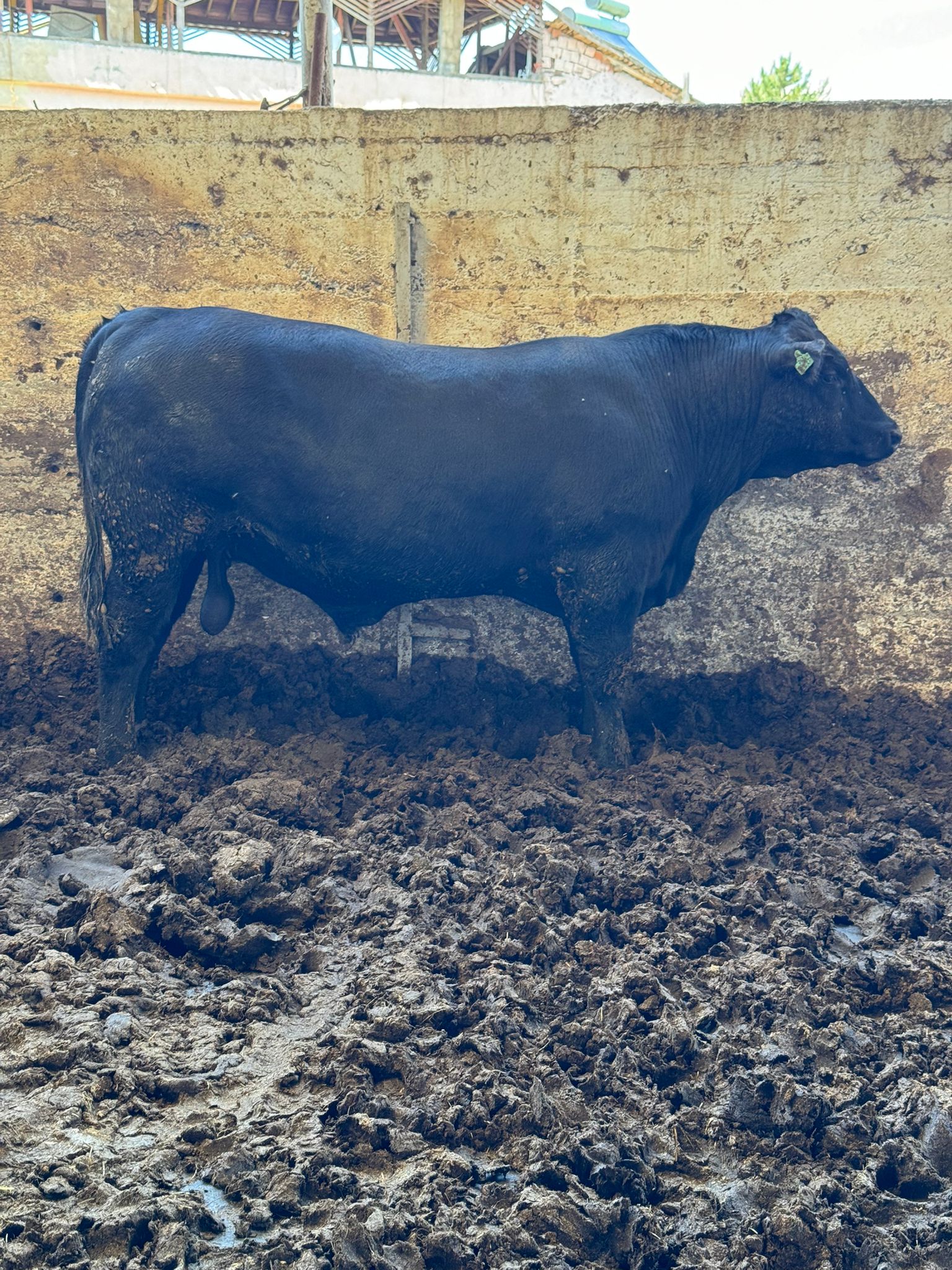 BÜYÜKBAŞ HAYVANLARIMIZ