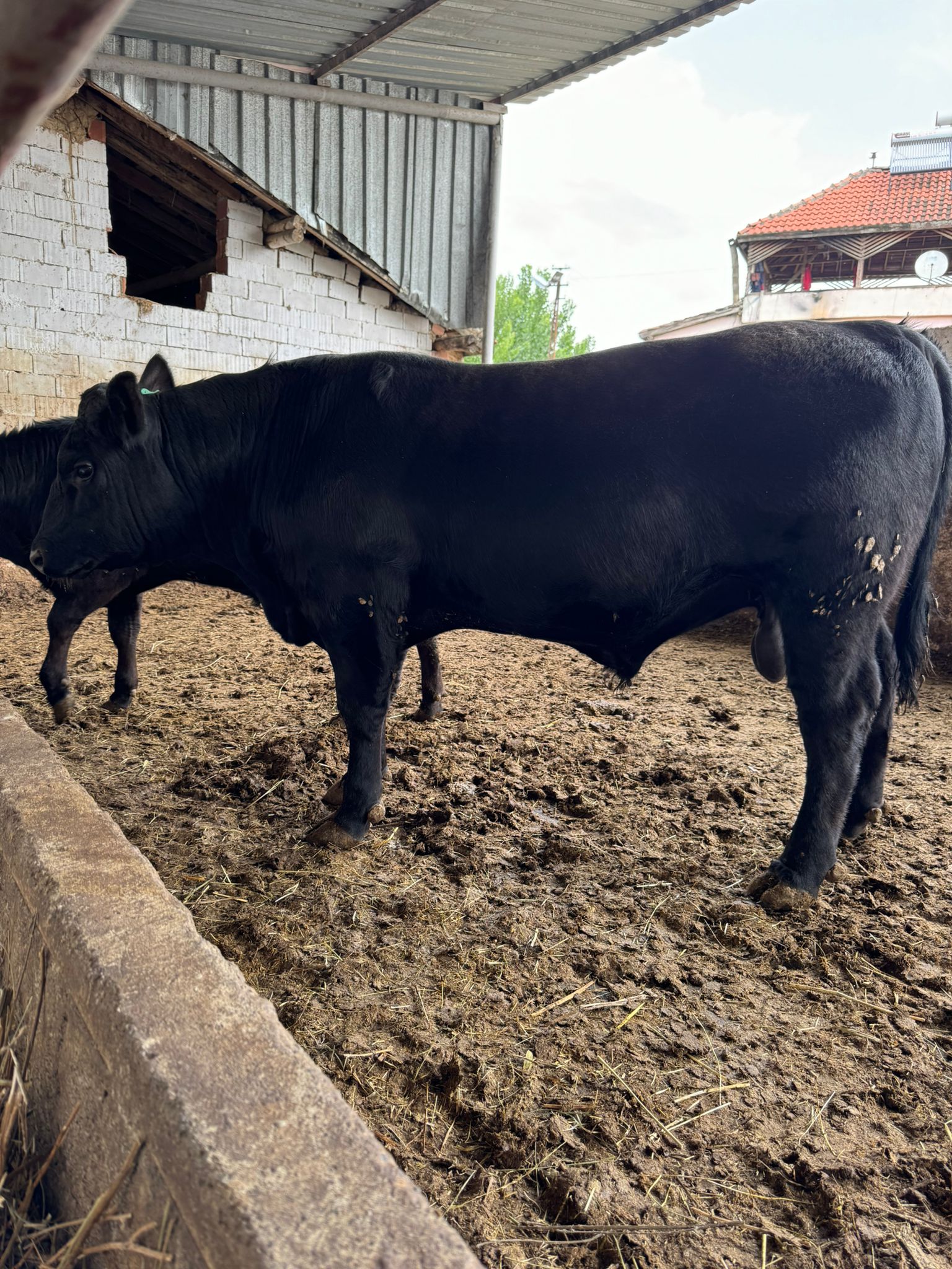 BÜYÜKBAŞ HAYVANLARIMIZ