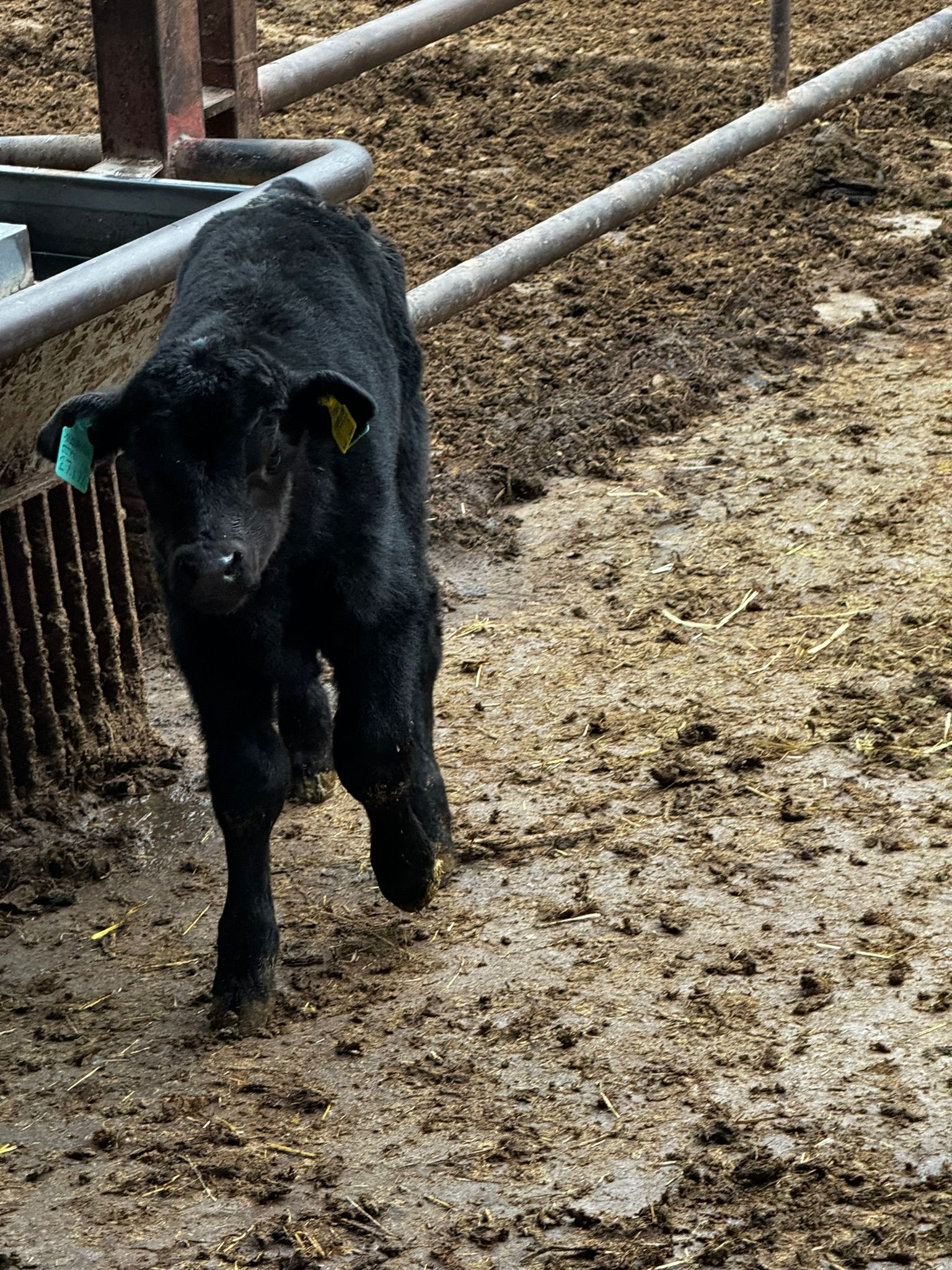 BÜYÜKBAŞ HAYVANLARIMIZ