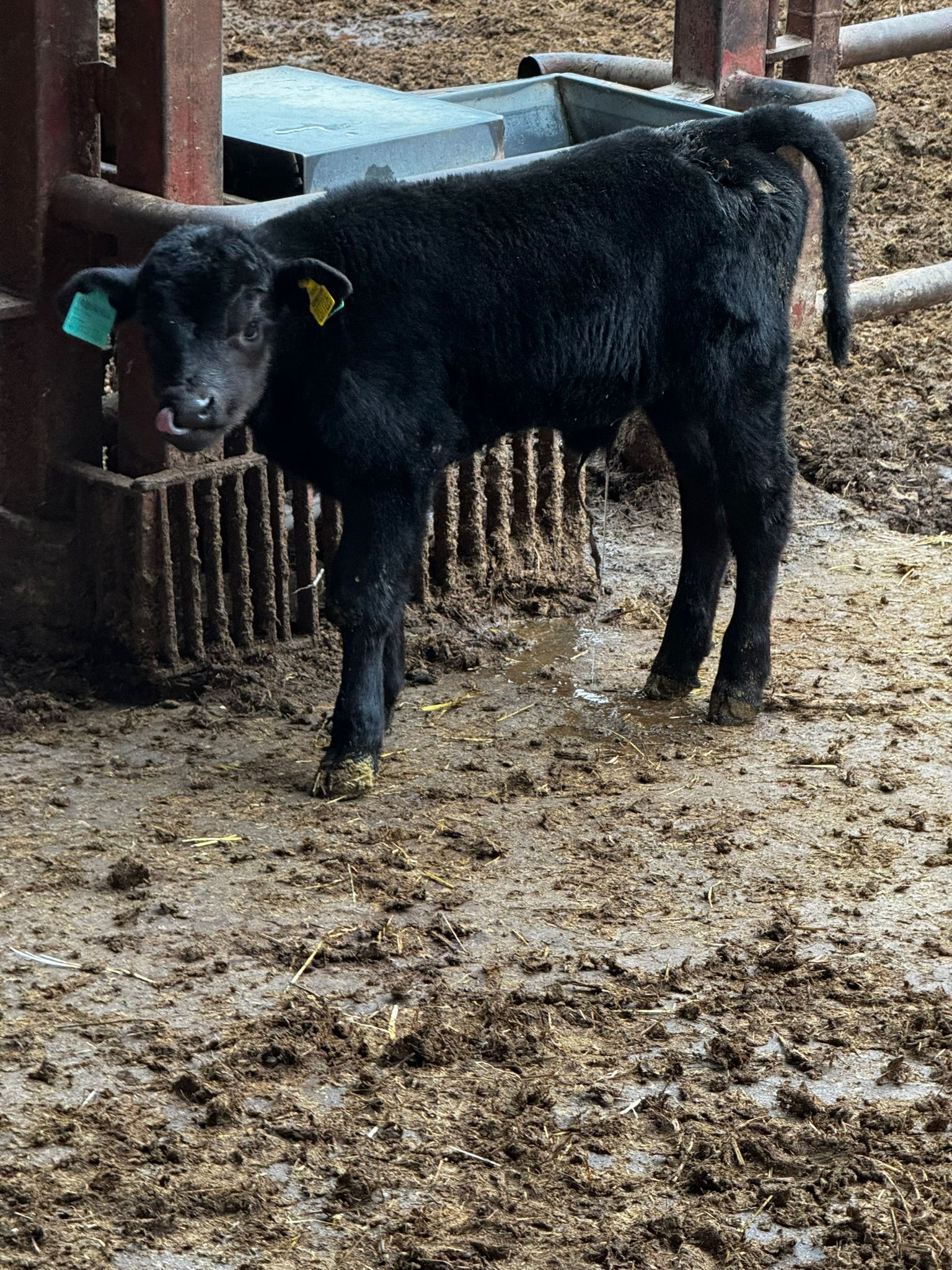 BÜYÜKBAŞ HAYVANLARIMIZ