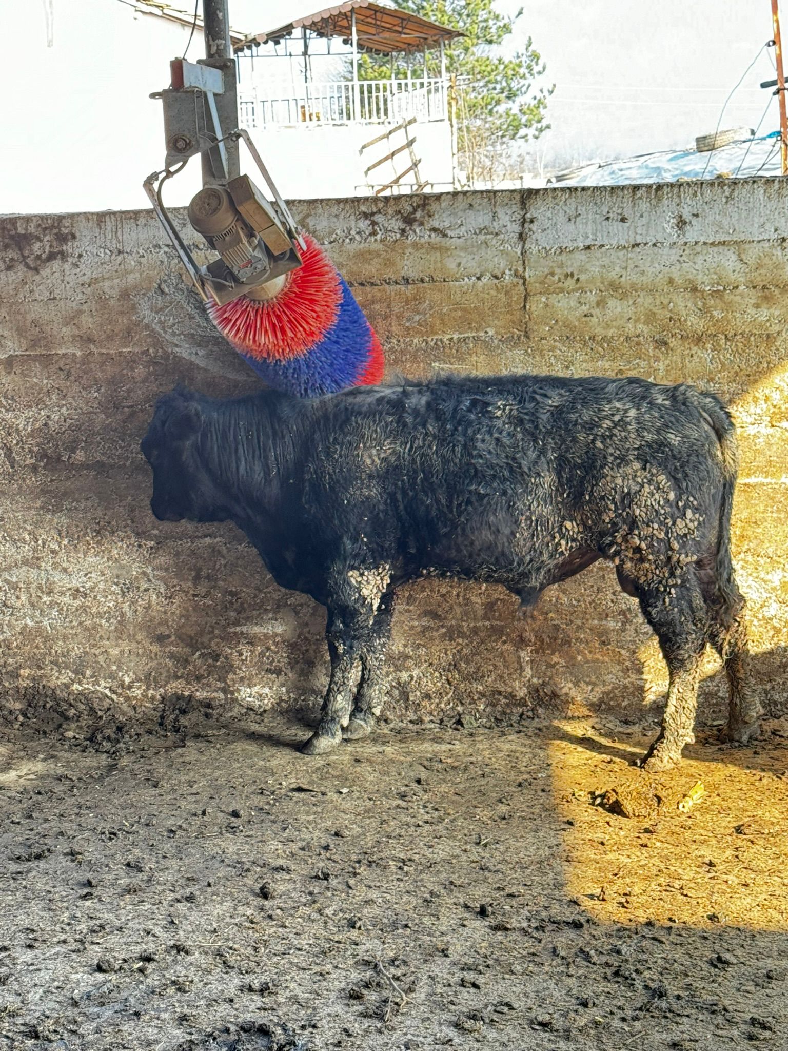 BÜYÜKBAŞ HAYVANLARIMIZ