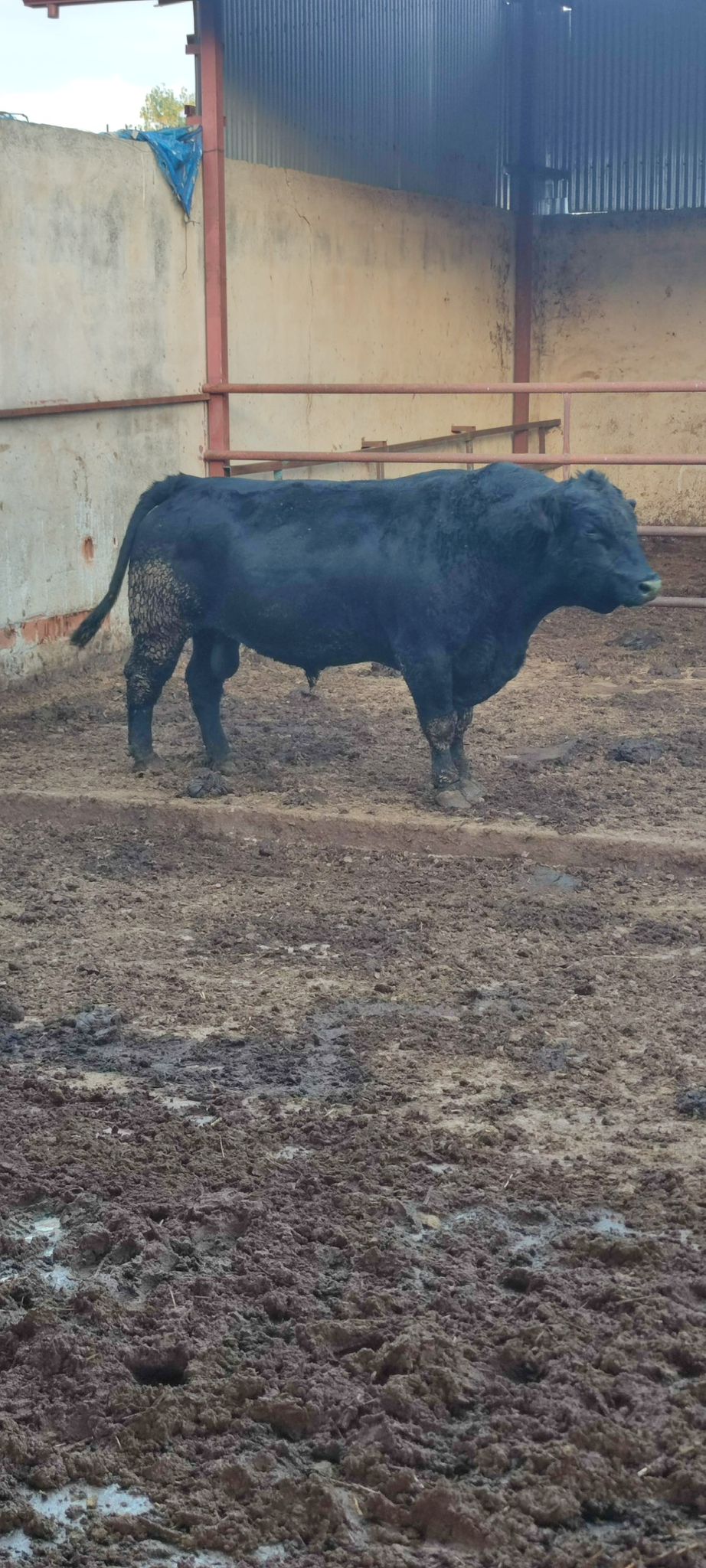 BÜYÜKBAŞ HAYVANLARIMIZ