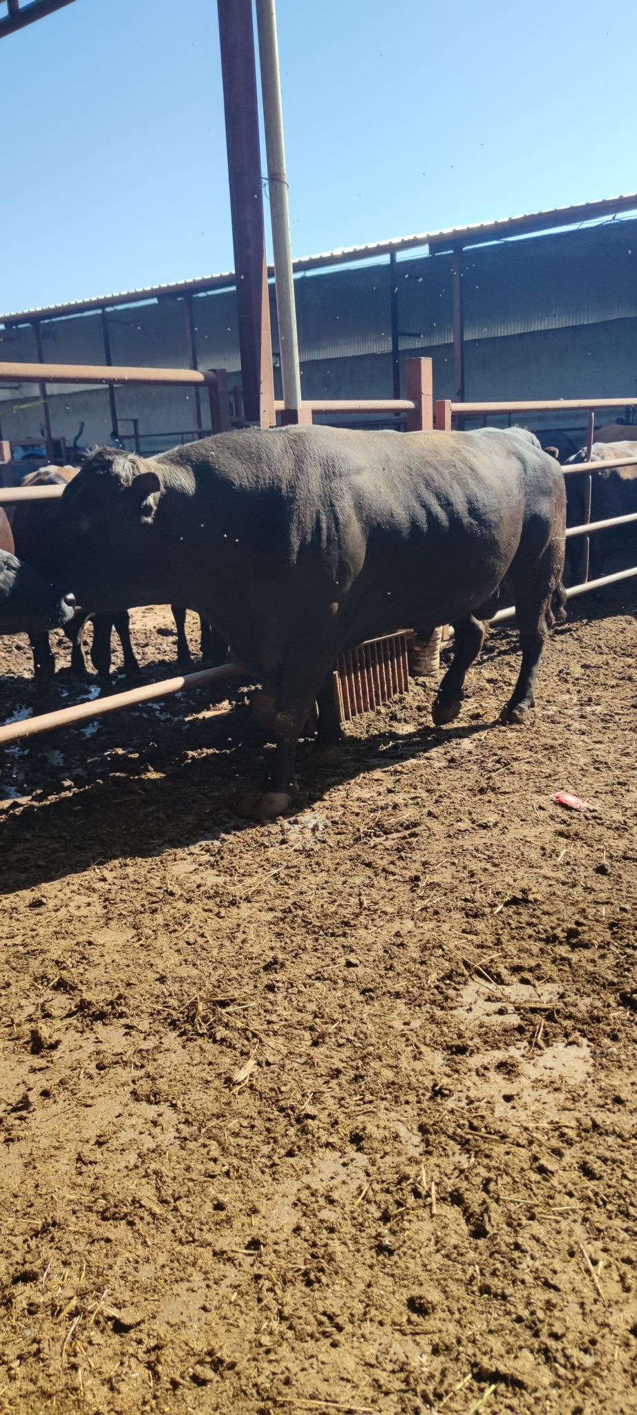 BÜYÜKBAŞ HAYVANLARIMIZ