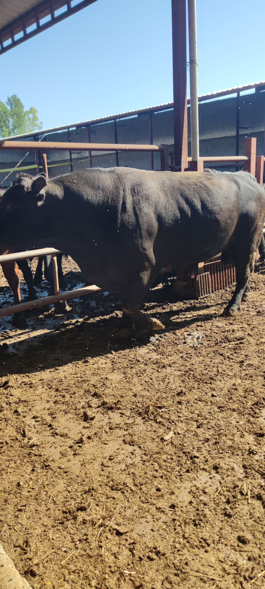 BÜYÜKBAŞ HAYVANLARIMIZ