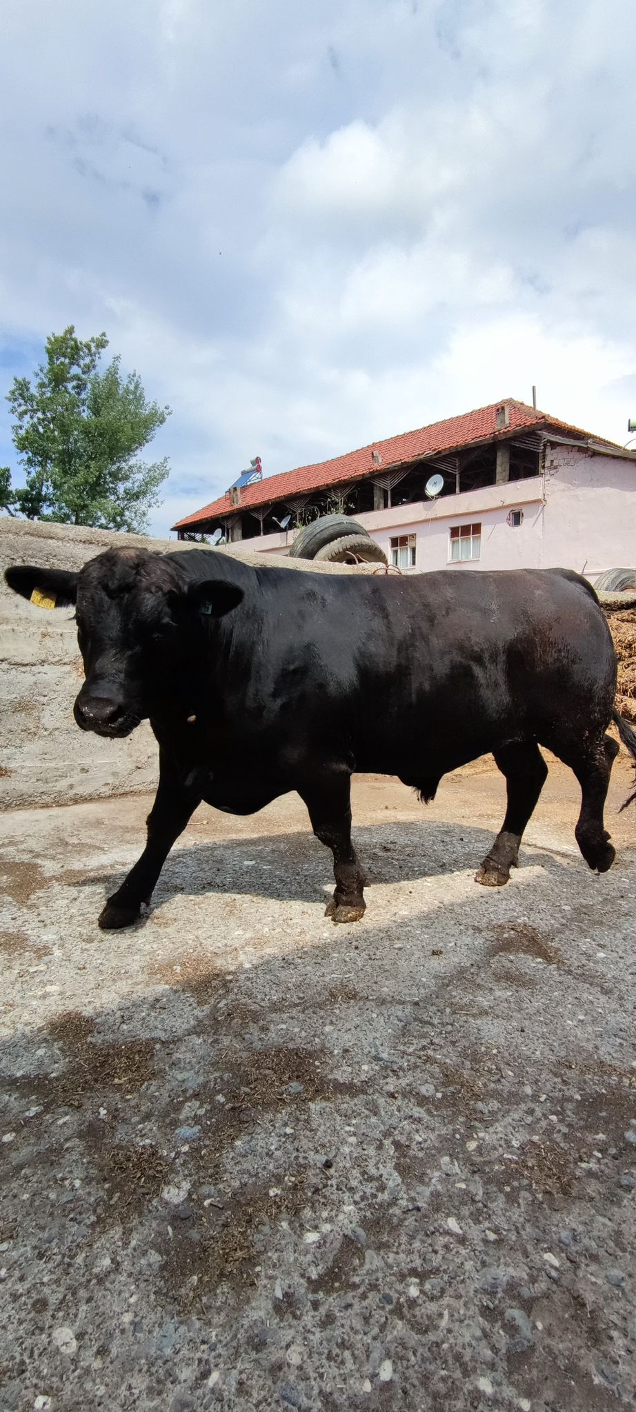 BÜYÜKBAŞ HAYVANLARIMIZ