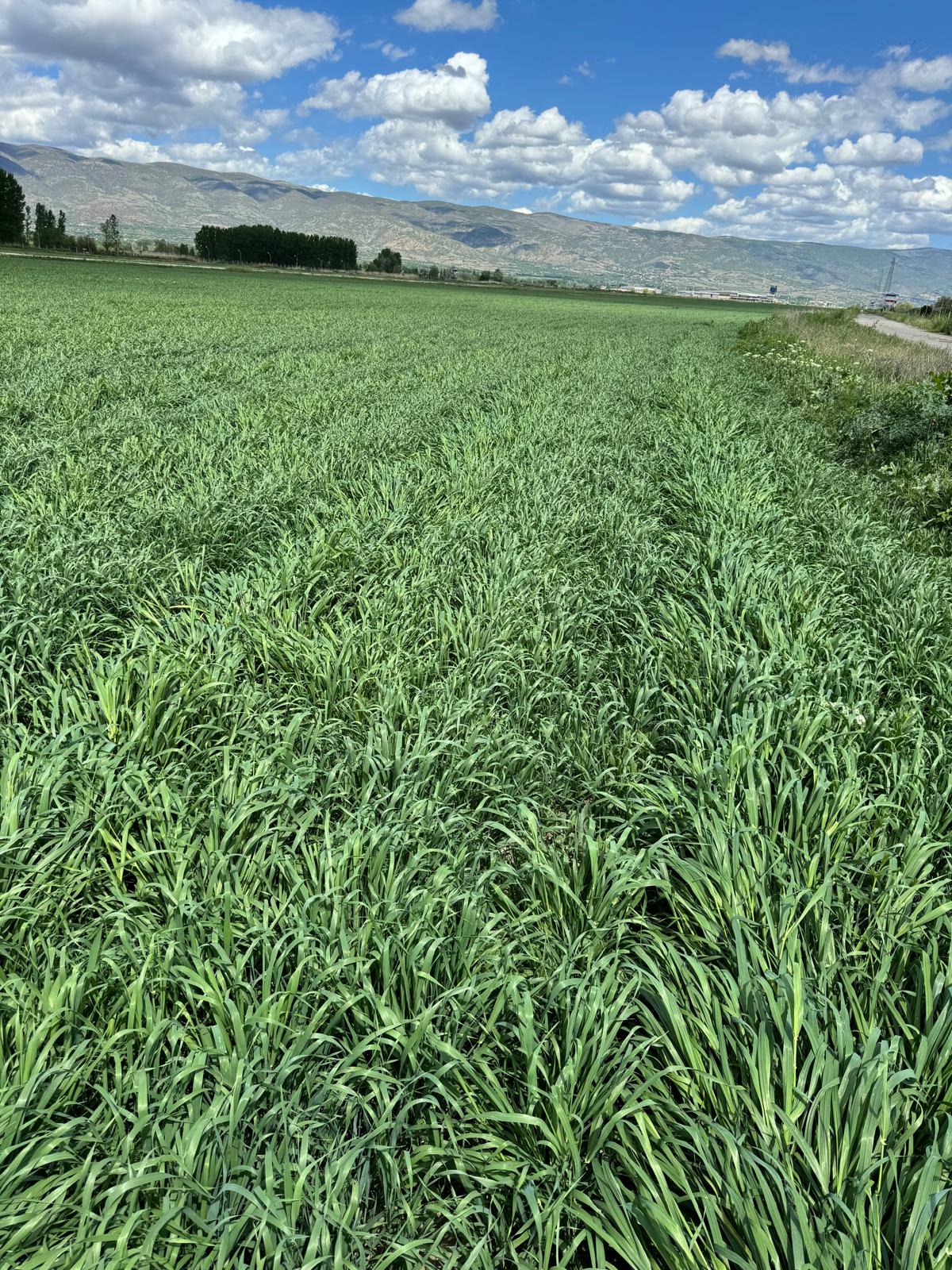 Geçmişten Günümüze