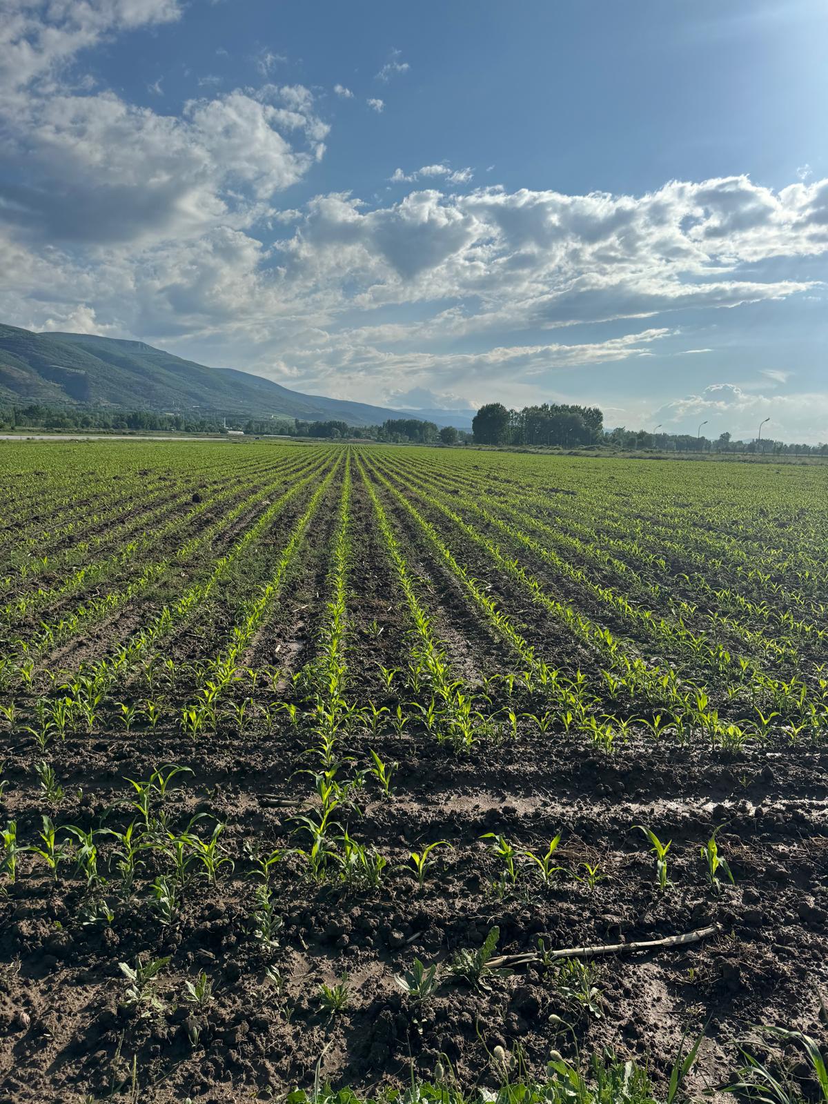 Geçmişten Günümüze